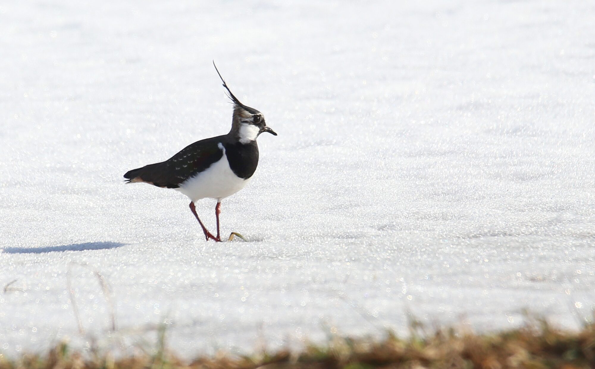 Valokuvaaja: Jaana Saarelainen Valokuvaaja: Jaana Saarelainen
