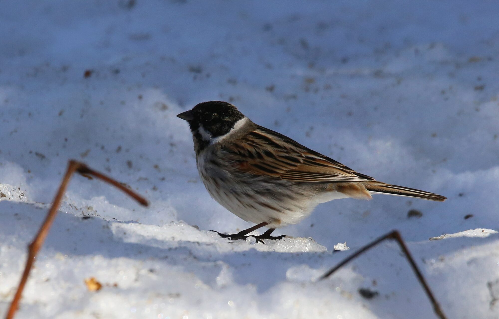 Valokuvaaja: Jaana Saarelainen