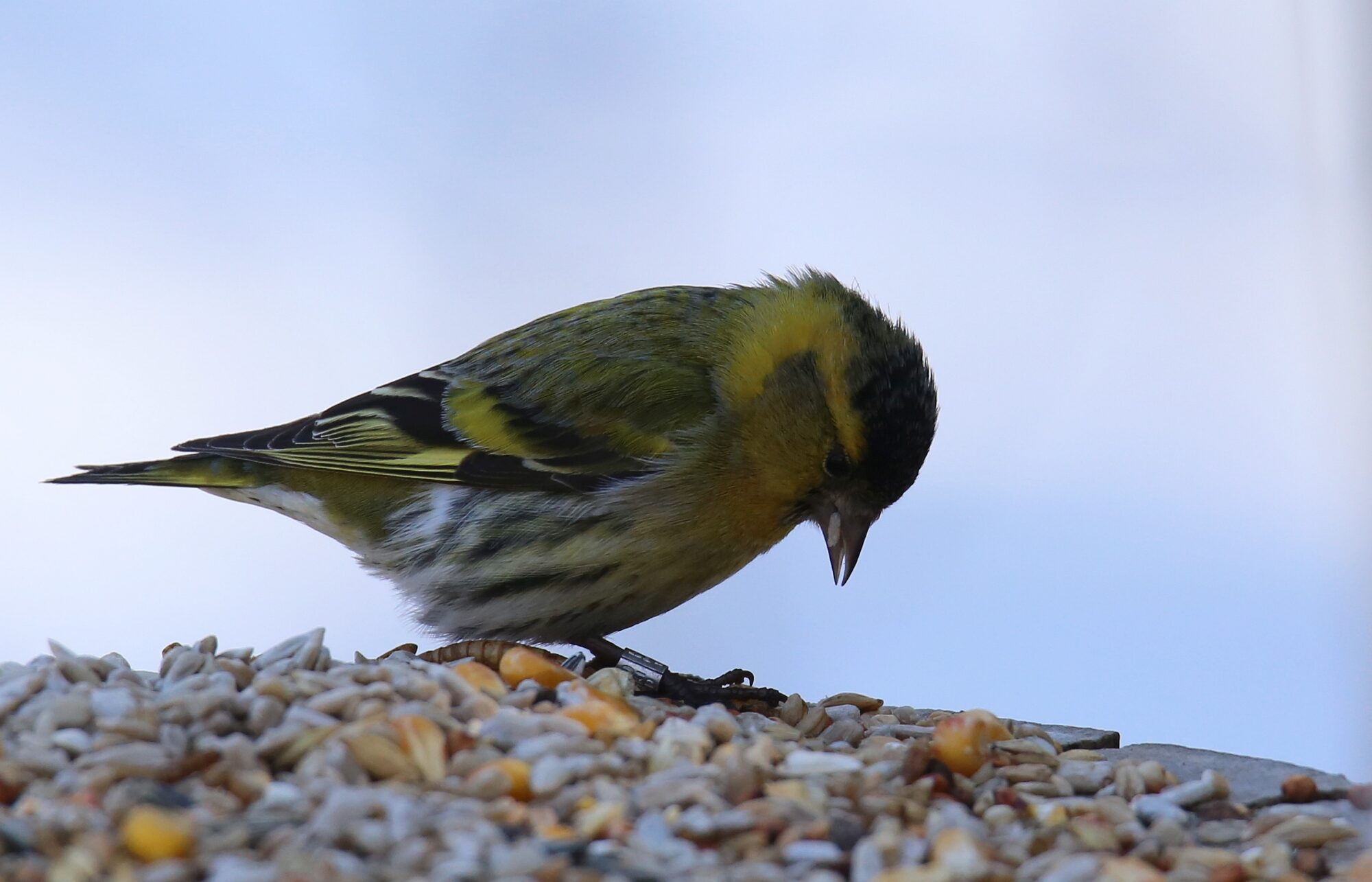 Valokuvaaja: Jaana Saarelainen
