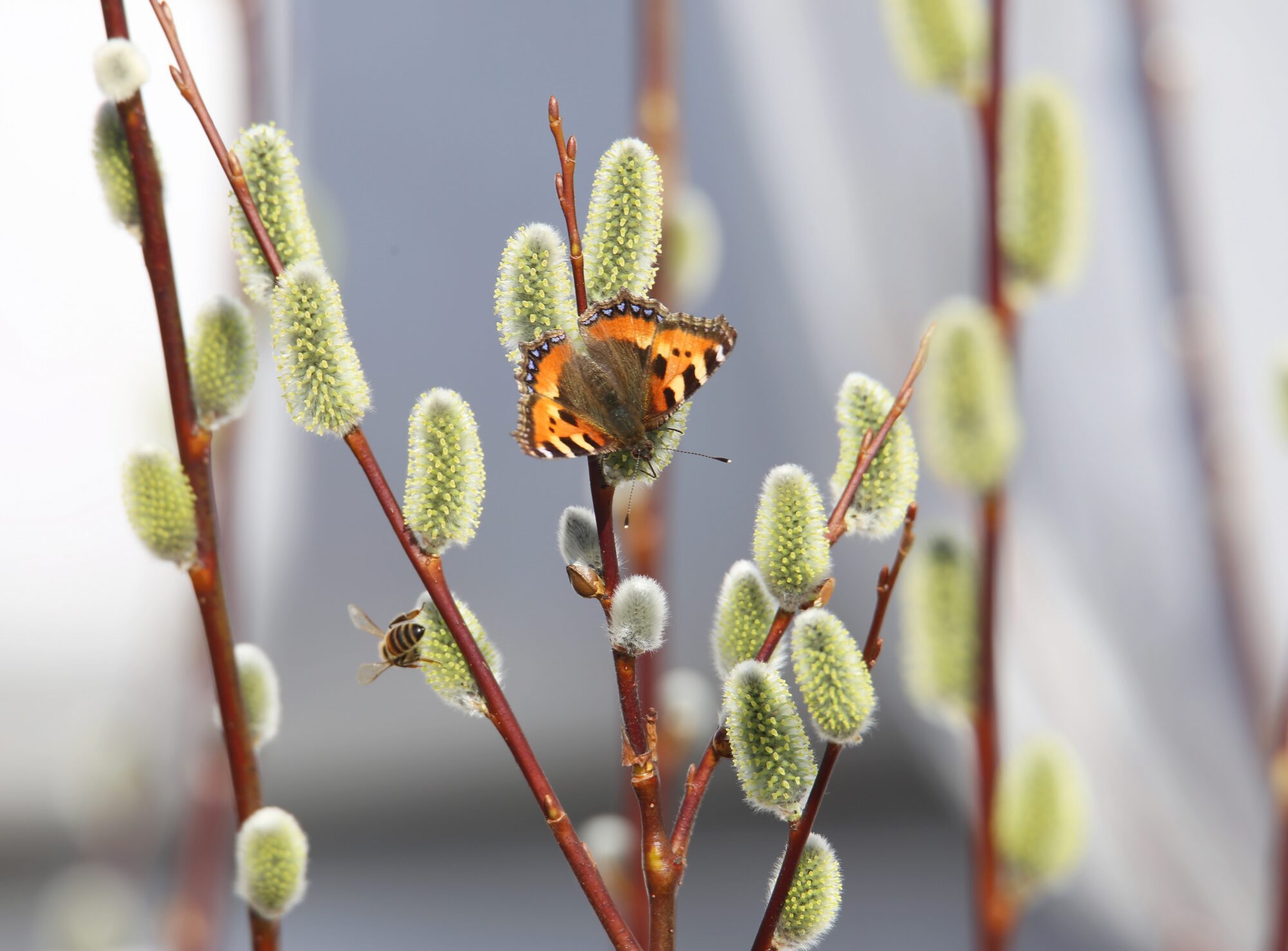 Valokuvaaja: Jaana Saarelainen Valokuvaaja: Jaana Saarelainen