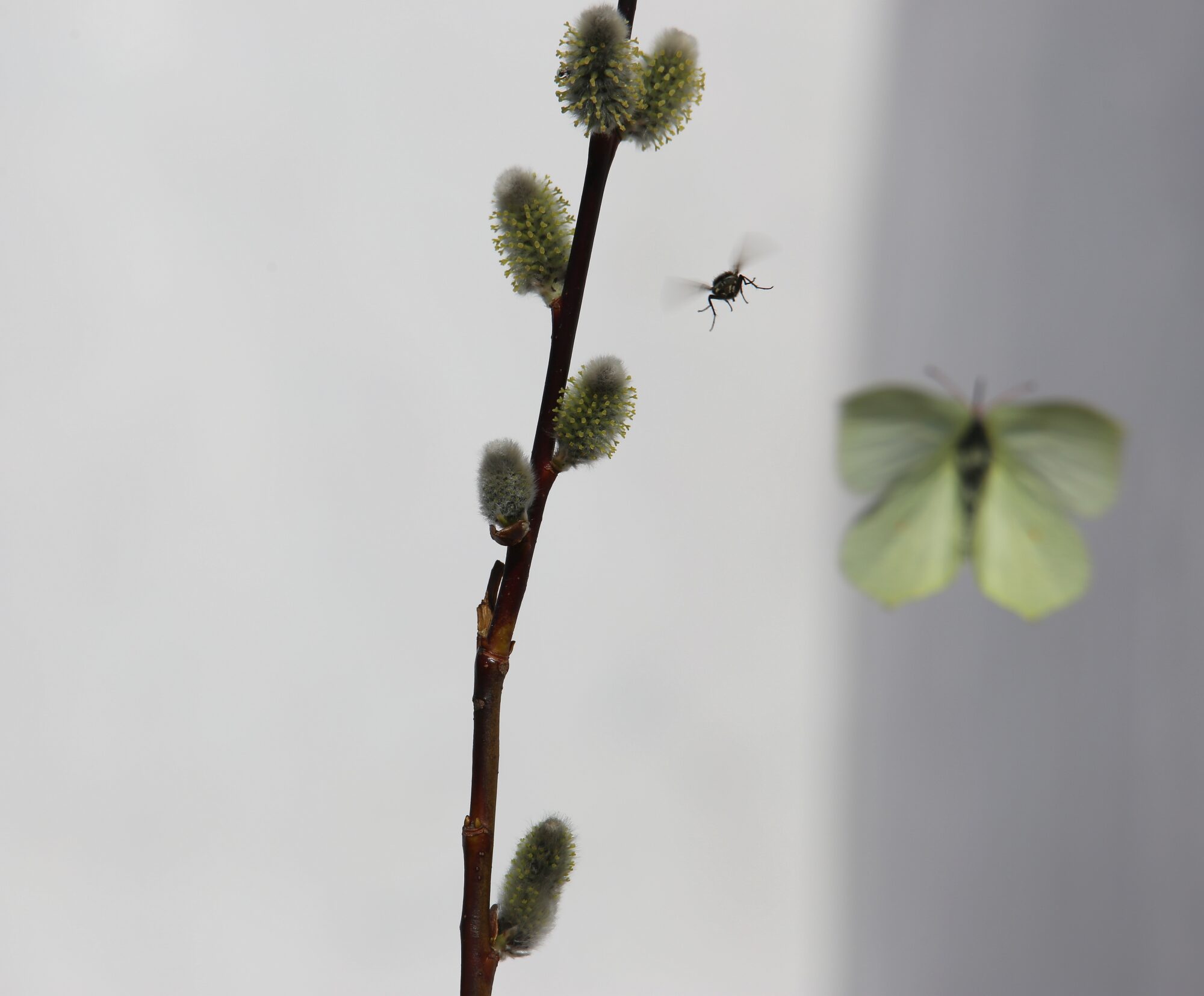 Valokuvaaja: Jaana Saarelainen