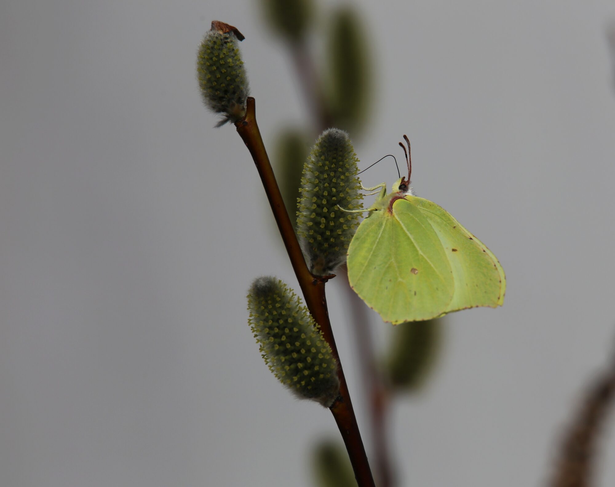 Valokuvaaja: Jaana Saarelainen