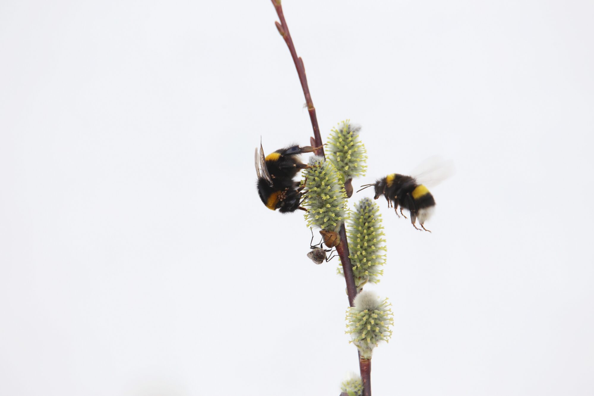 Valokuvaaja: Jaana Saarelainen