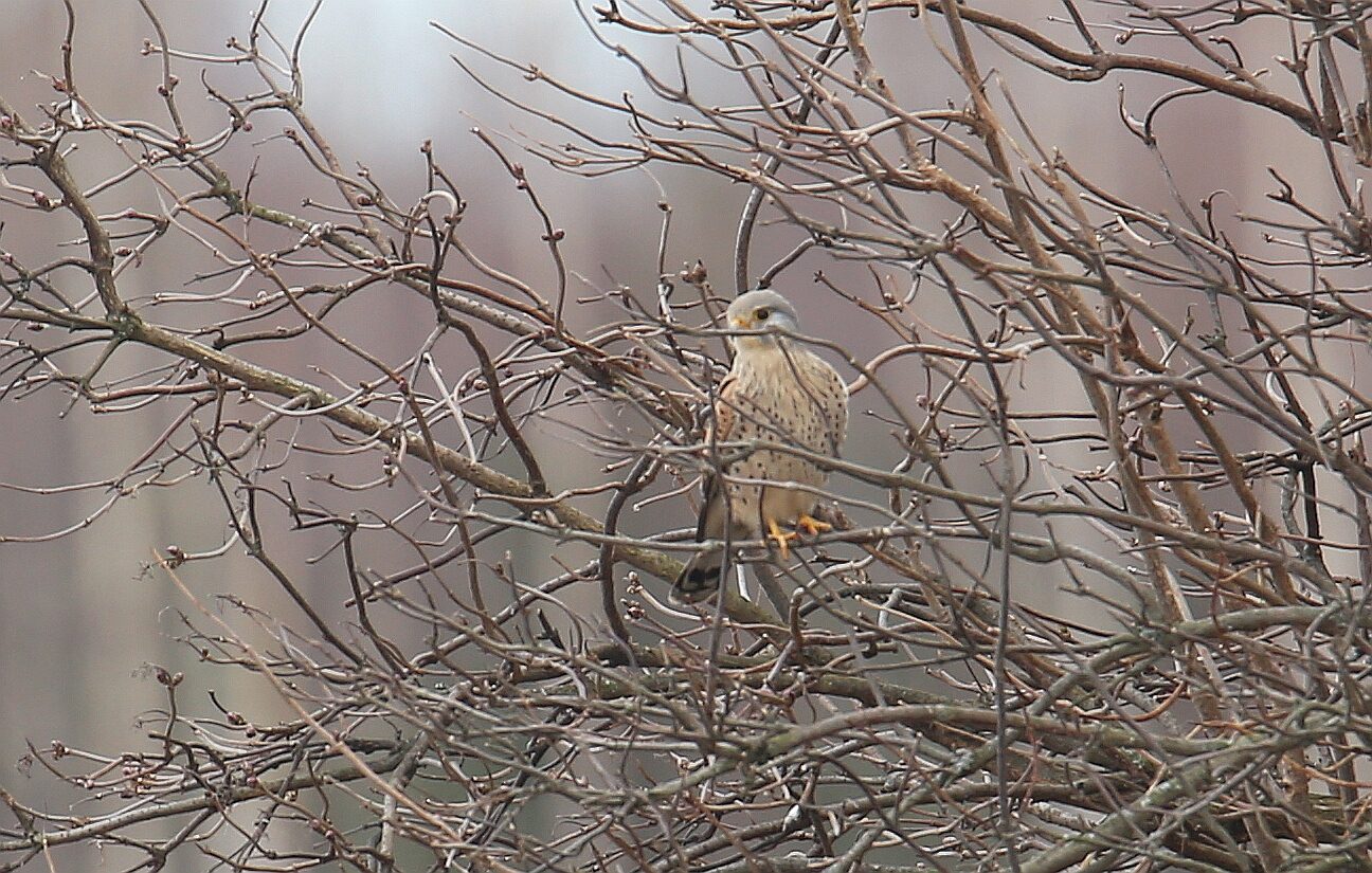 Valokuvaaja: Jaana Saarelainen