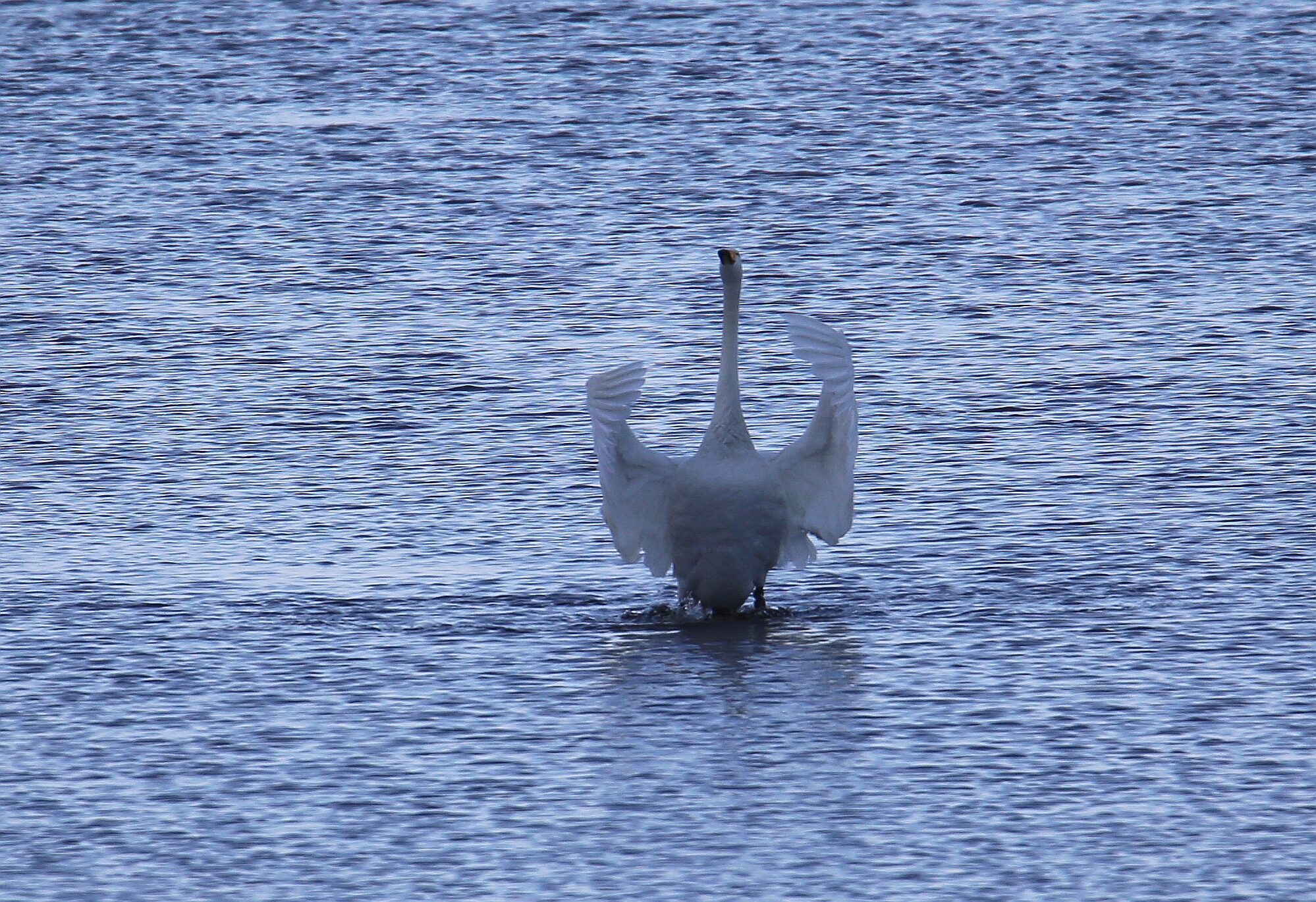 Valokuvaaja: Jaana Saarelainen