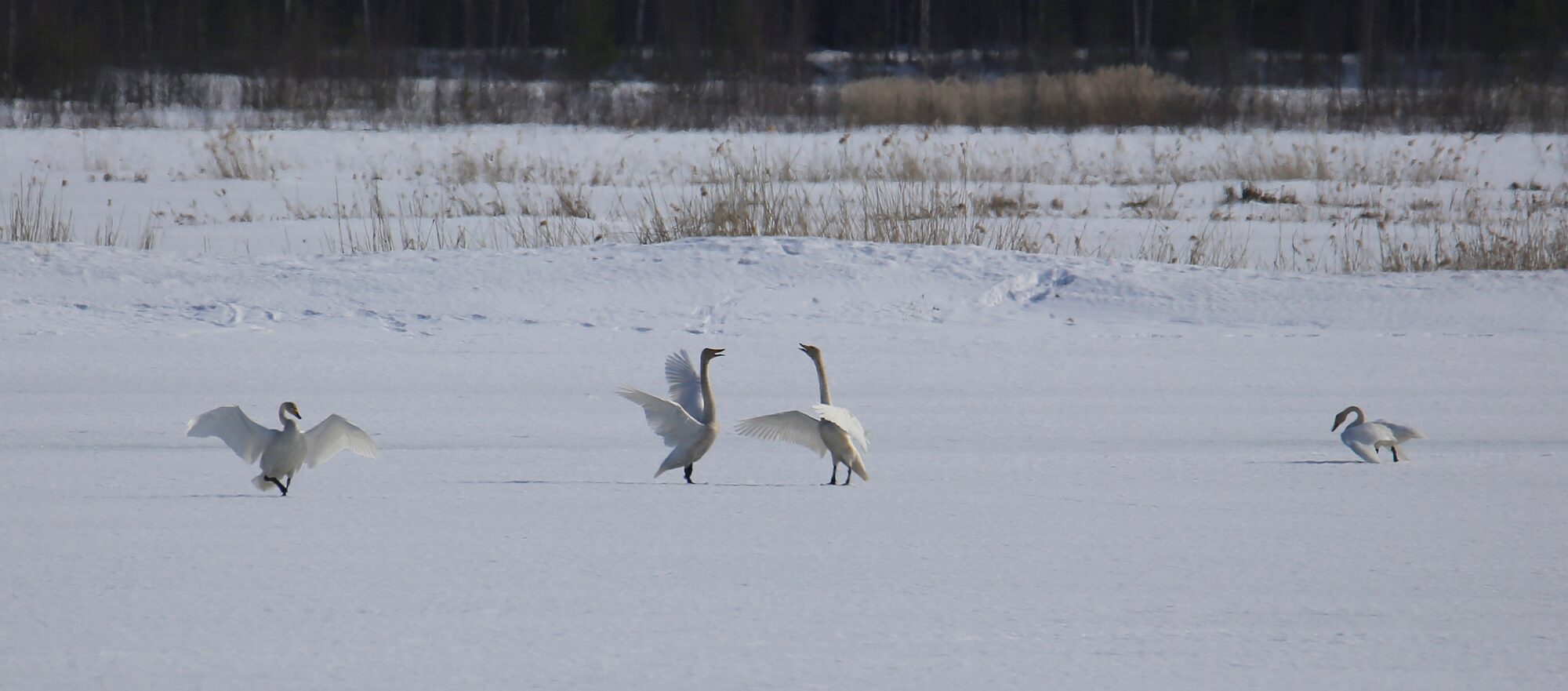Valokuvaaja: Jaana Saarelainen