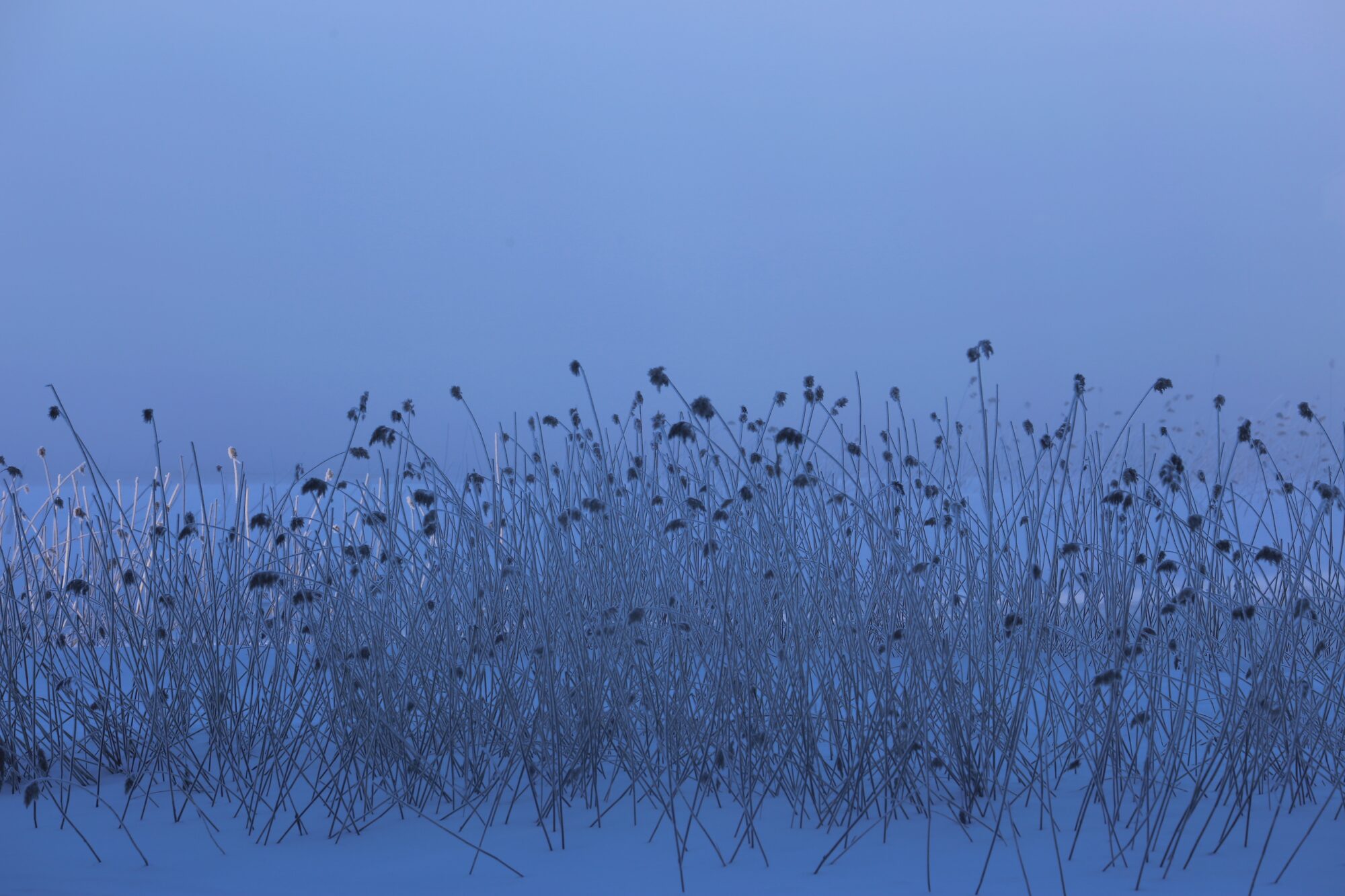 Valokuvaaja: Jaana Saarelainen