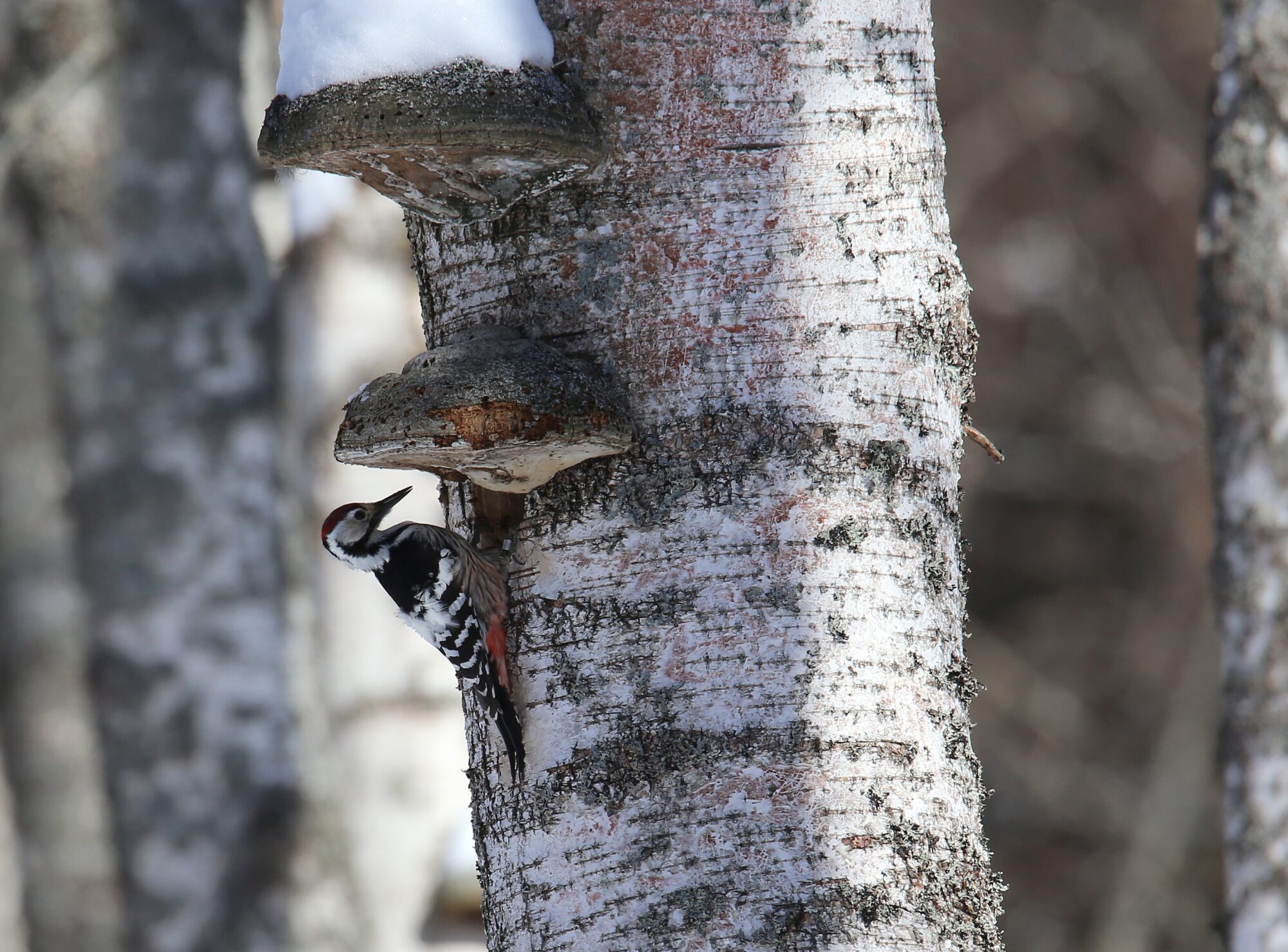 Valokuvaaja: Jaana Saarelainen