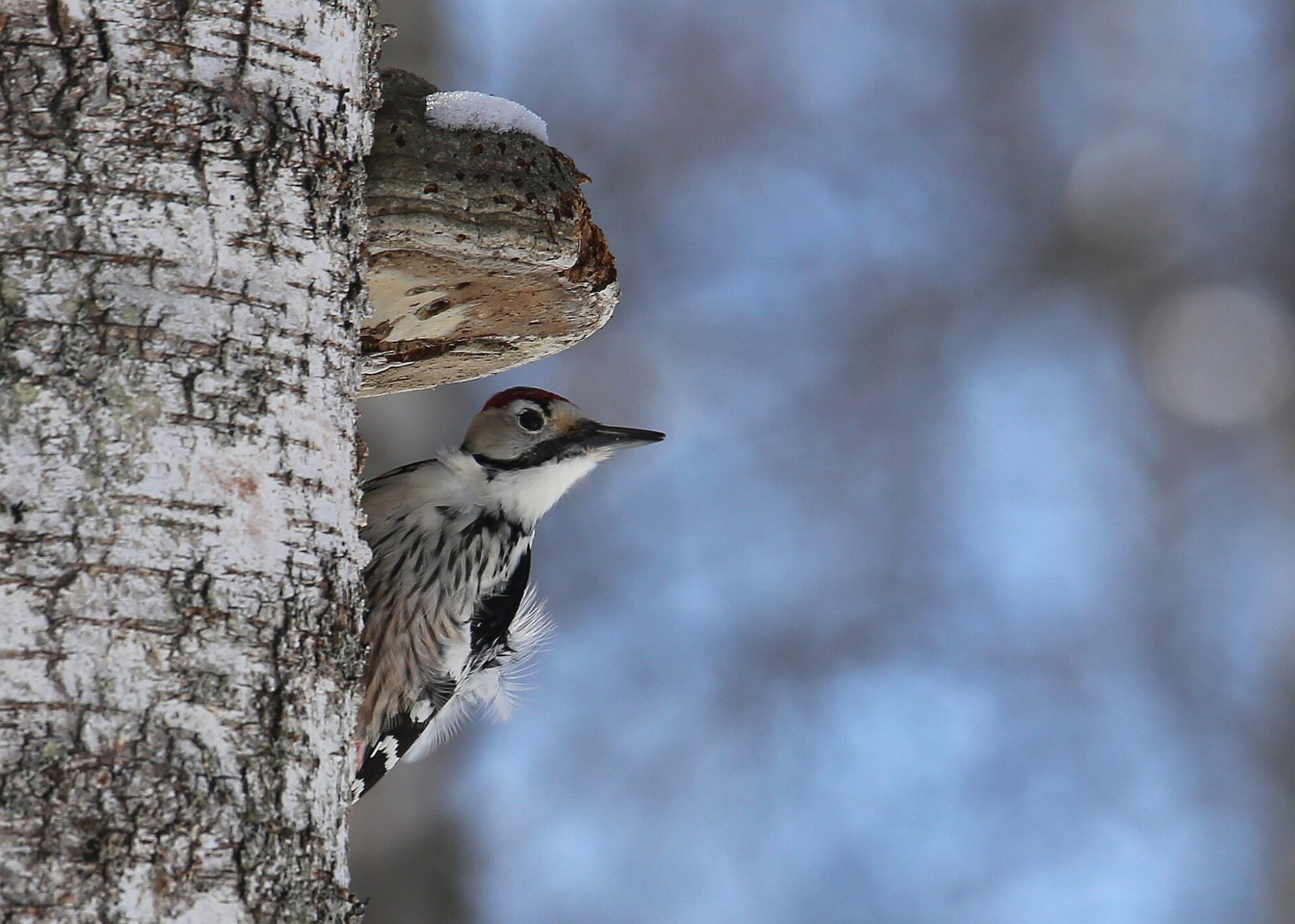 Valokuvaaja: Jaana Saarelainen