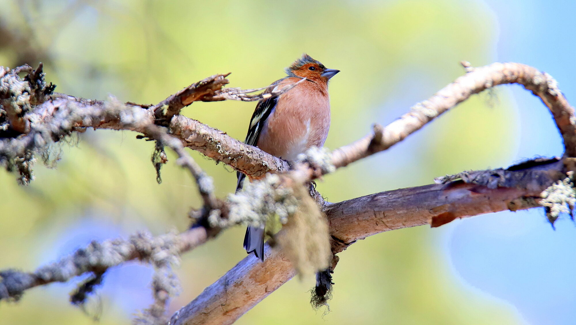 Valokuvaaja: sirpa Jyske