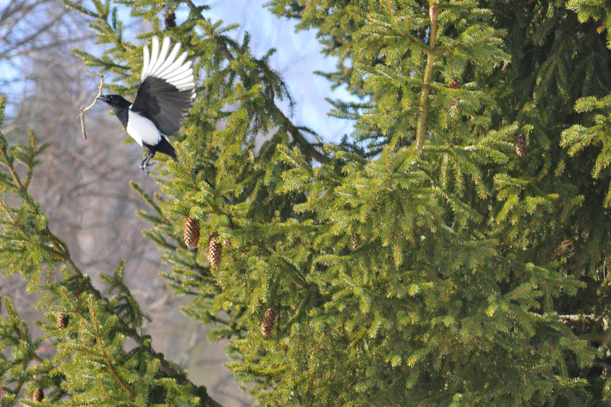 Valokuvaaja: Kaarlo Asikainen