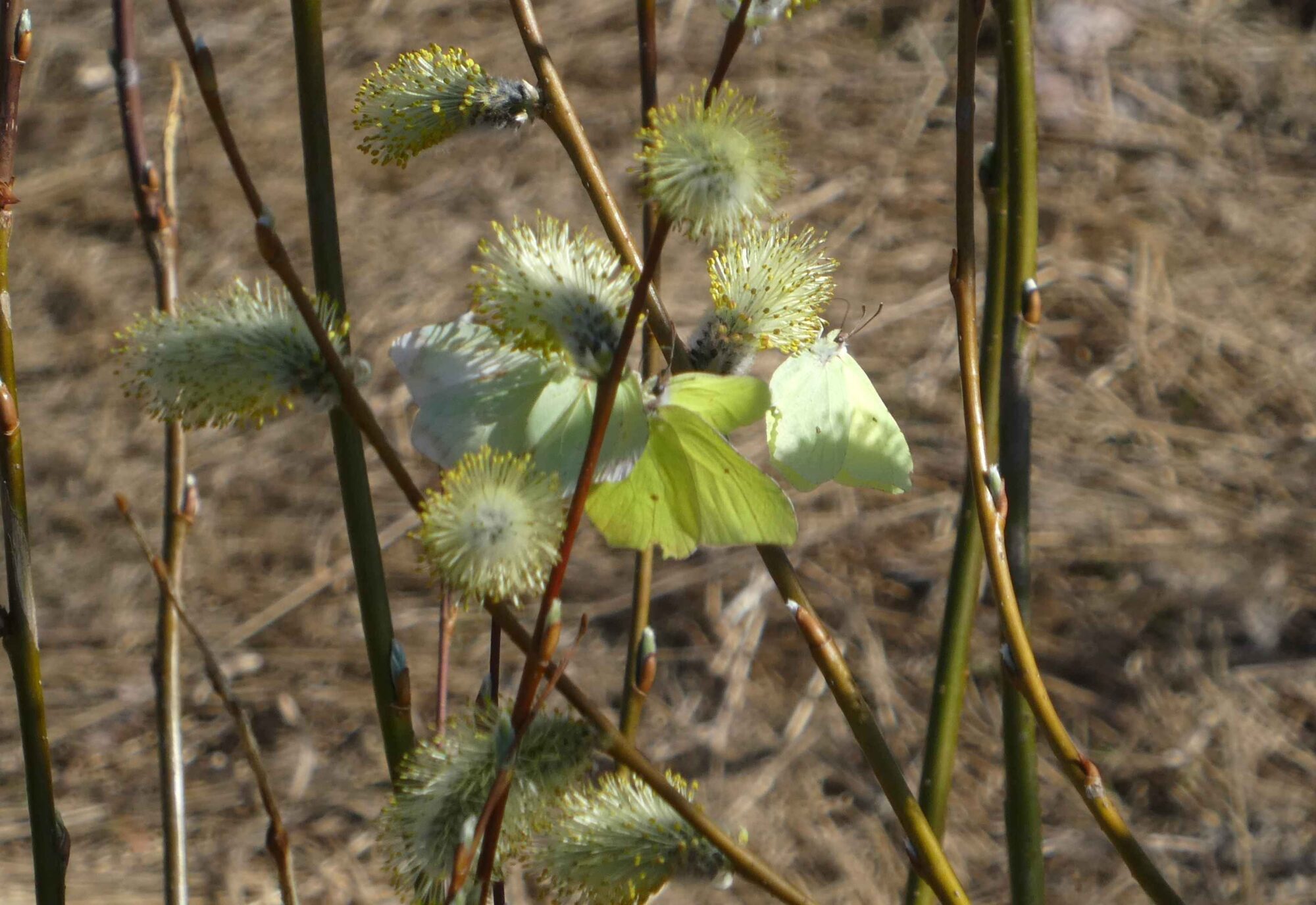 Valokuvaaja: Anja Mustamaa