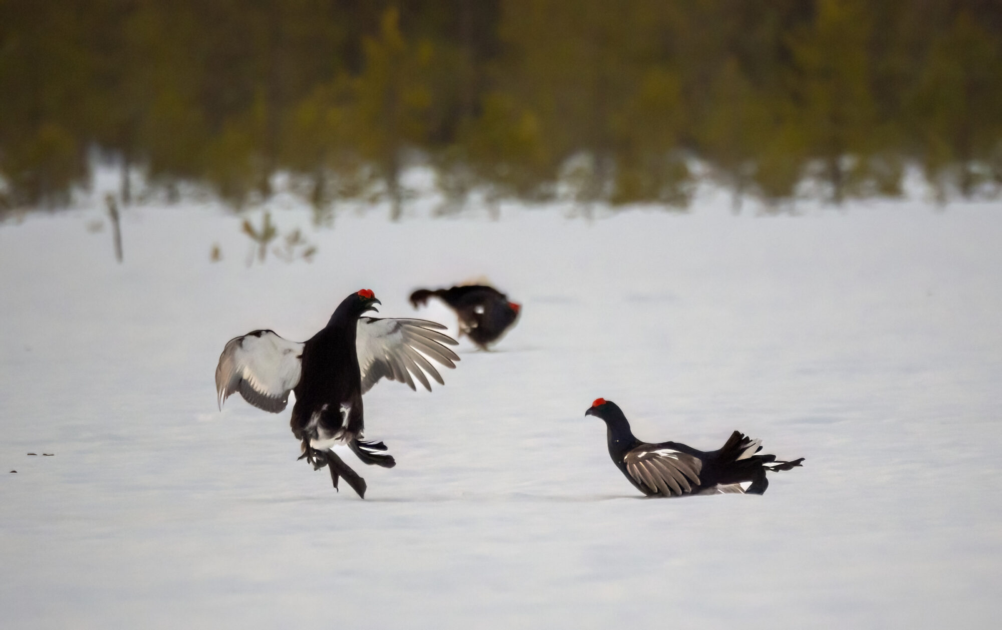 Valokuvaaja: Hannu Tikkanen