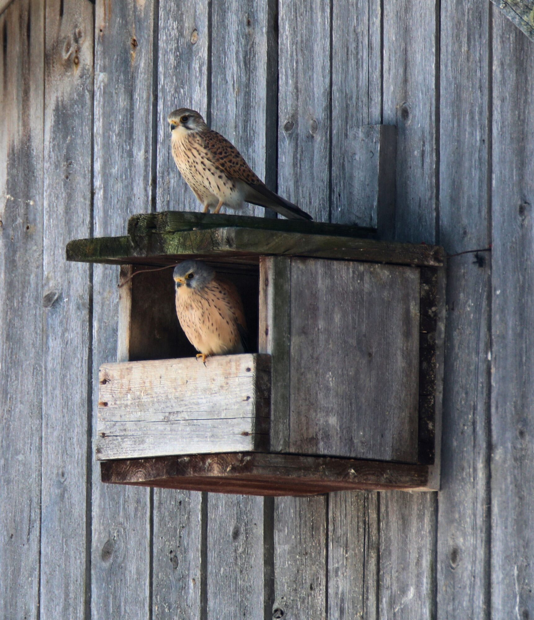 Valokuvaaja: Ahti Keränen