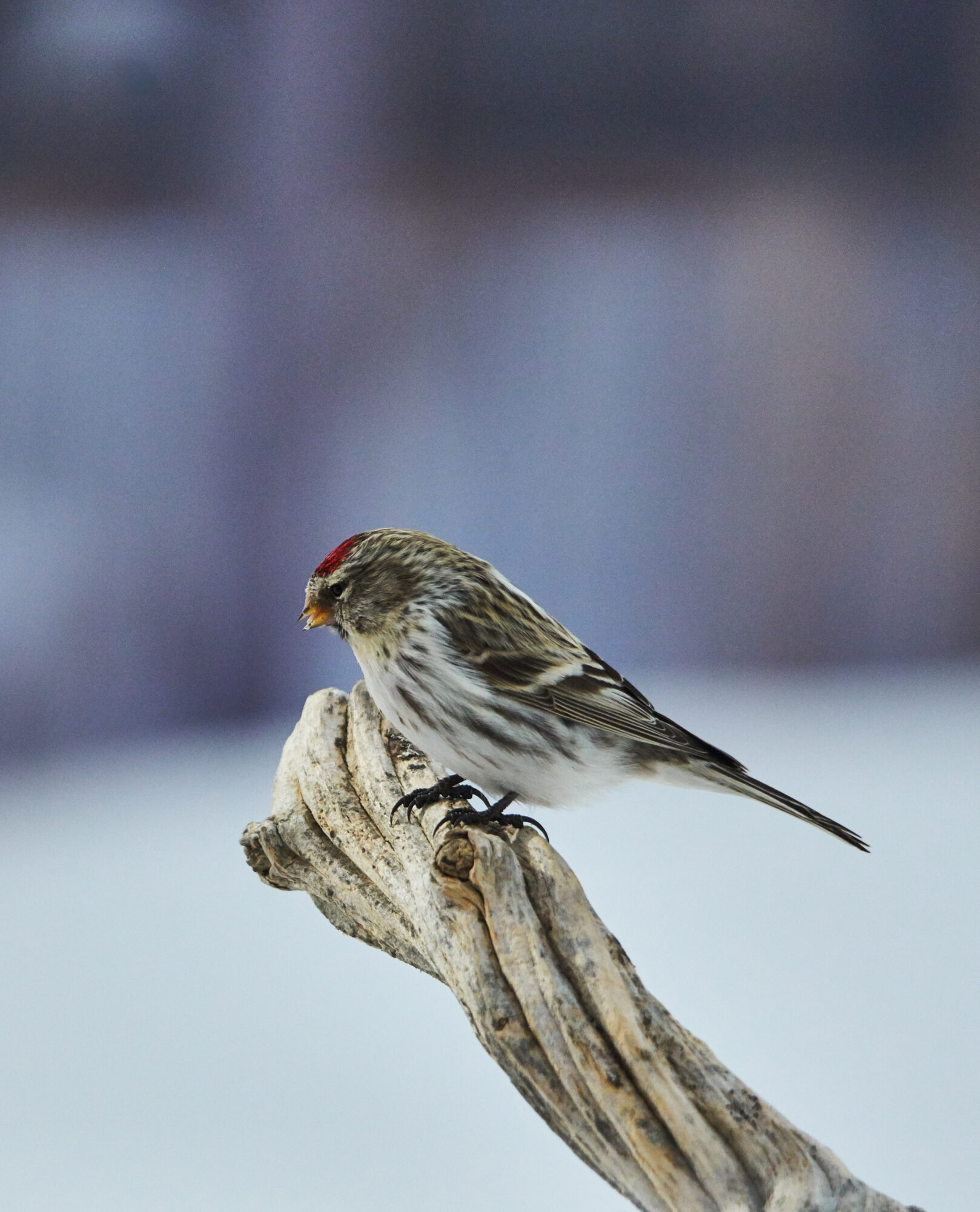 Valokuvaaja: Tarja Kouvo