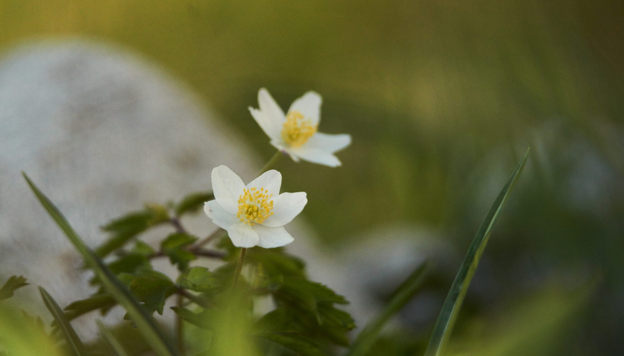 Valokuvaaja: Tarja Kouvo
