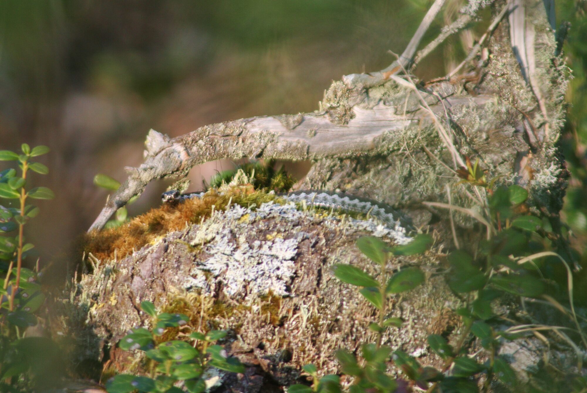 Valokuvaaja: Sulo Vierula