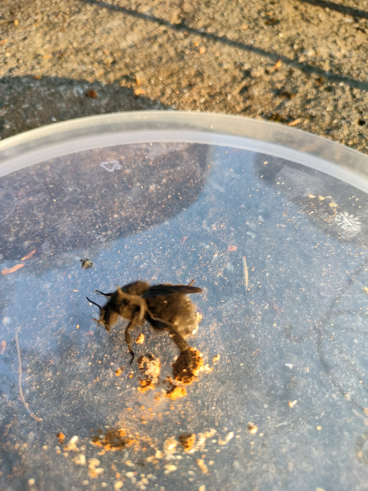 Valokuvaaja: Kirsi  Sahskangas Valokuvaaja: Kirsi  Sahskangas