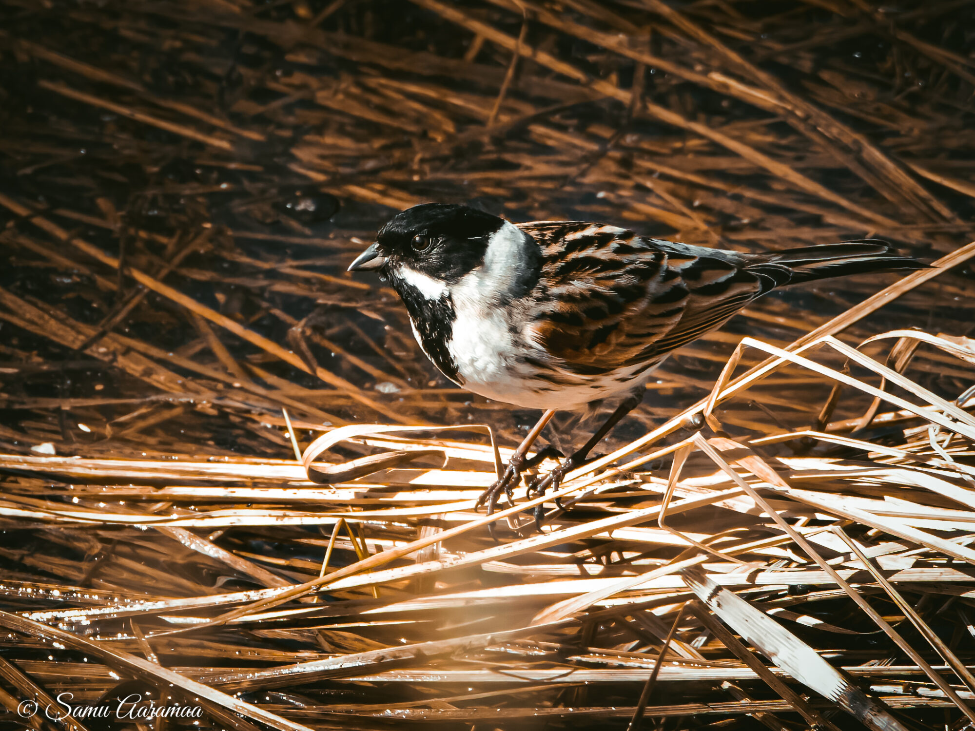 Valokuvaaja: Samu Aaramaa Photography