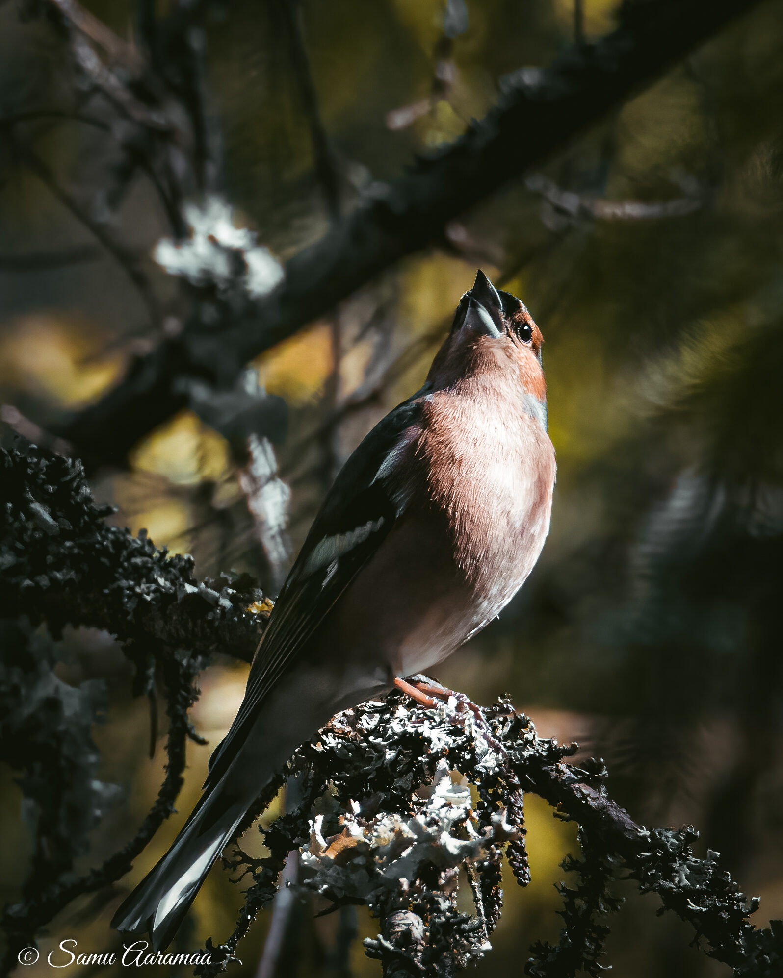 Valokuvaaja: Samu Aaramaa Photography