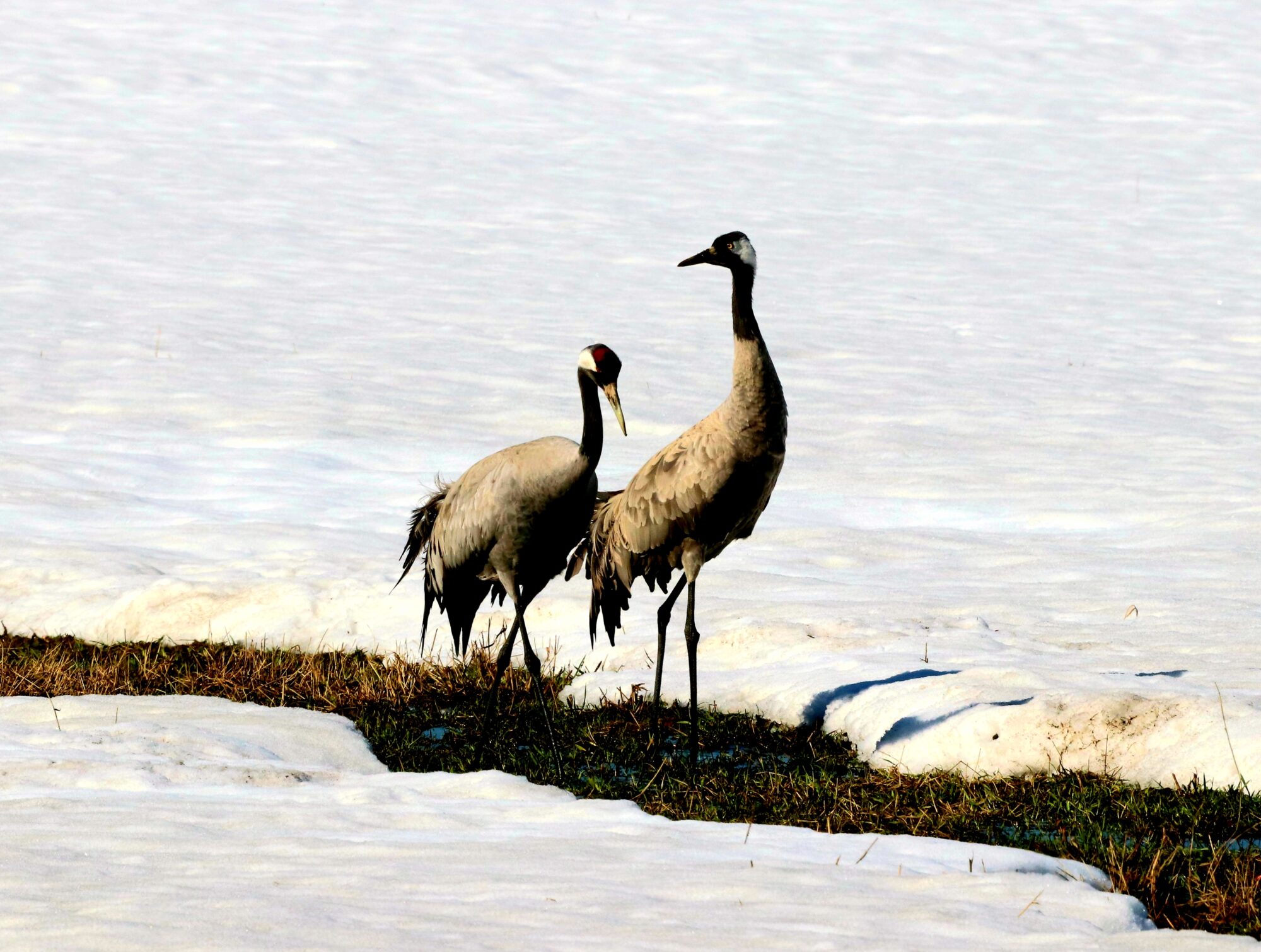 Valokuvaaja: Jarmo Muiniekka Valokuvaaja: Jarmo Muiniekka