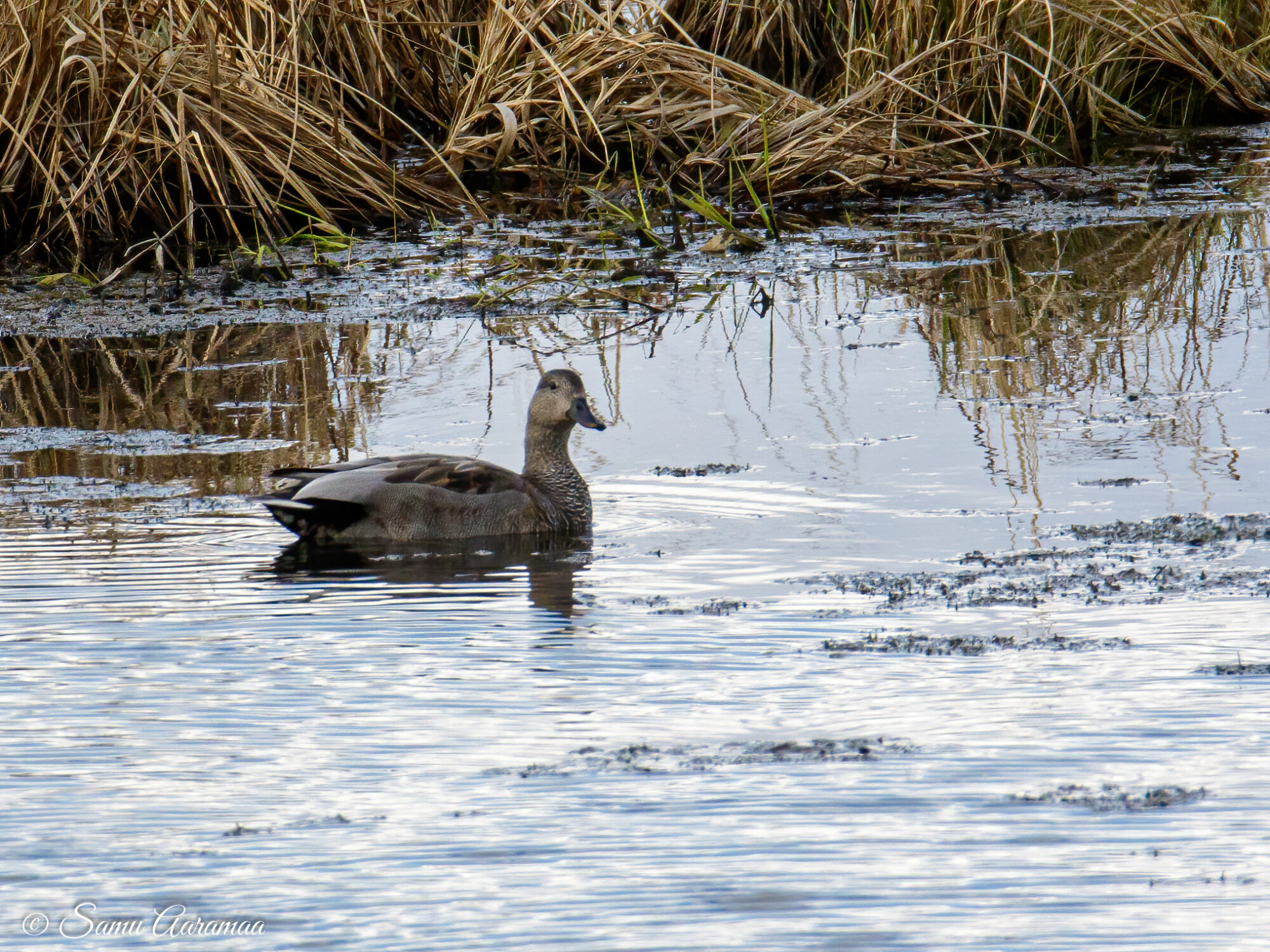 Valokuvaaja: Samu Aaramaa