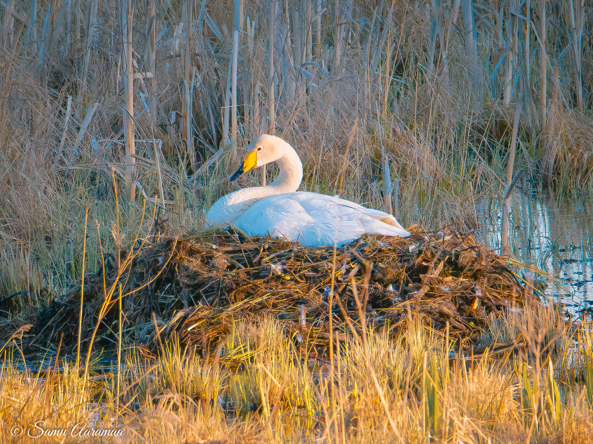 Valokuvaaja: Samu Aaramaa
