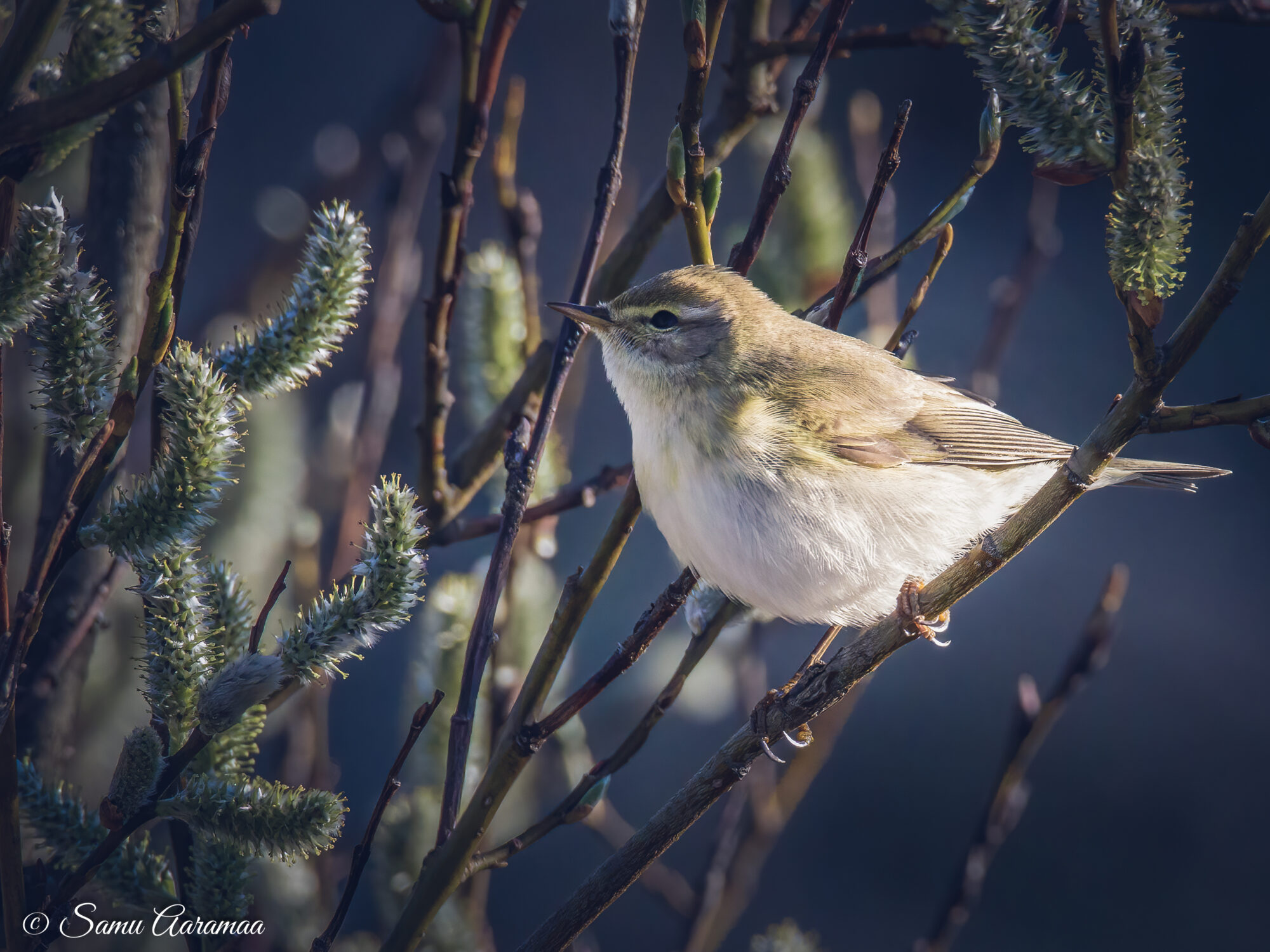 Valokuvaaja: Samu Aaramaa