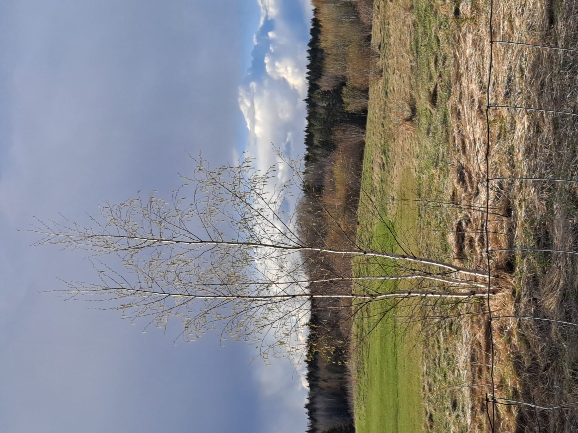 Valokuvaaja: Satu Suuntala