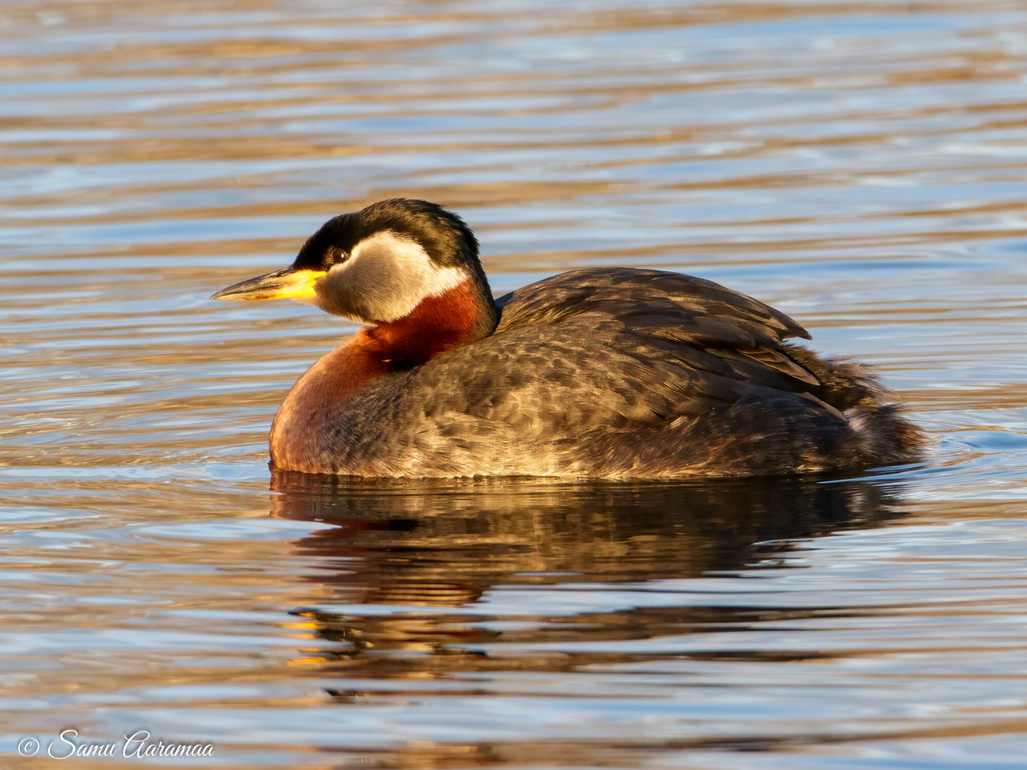 Valokuvaaja: Samu Aaramaa