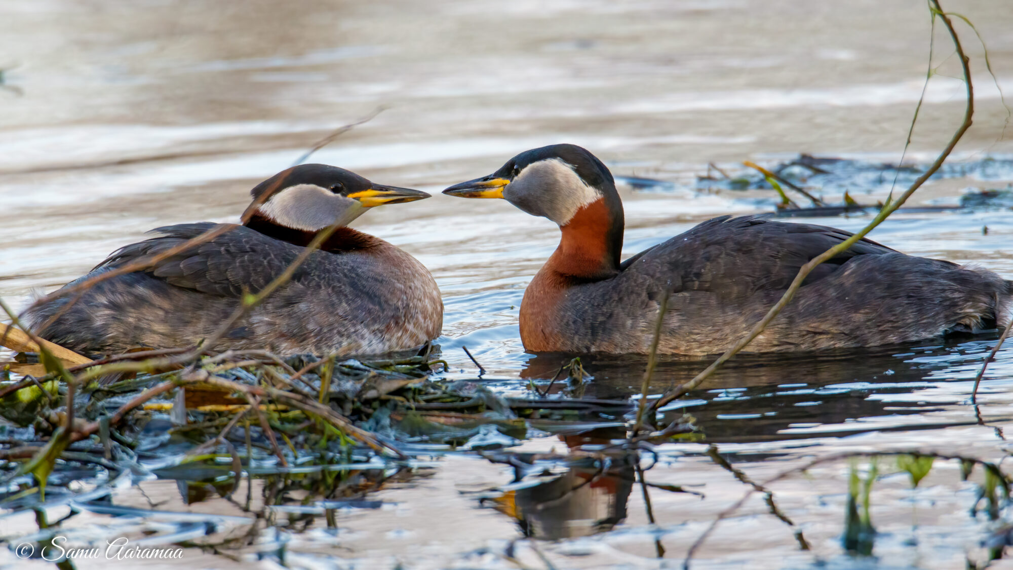 Valokuvaaja: Samu Aaramaa