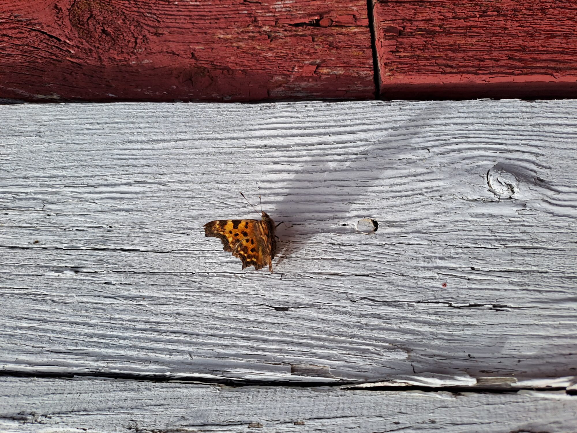 Valokuvaaja: Eija Johanna Saastamoinen