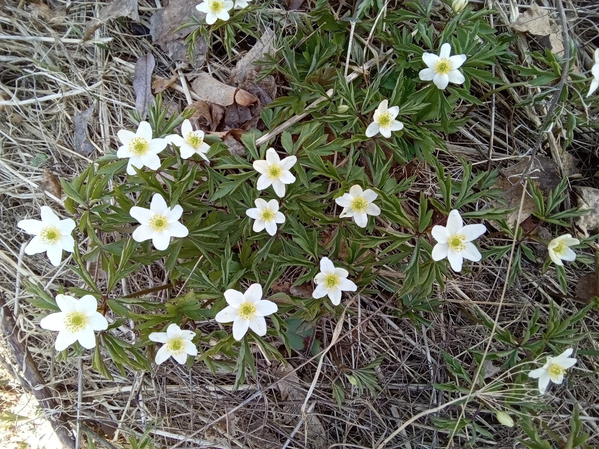 Valokuvaaja: Eija Johanna Saastamoinen