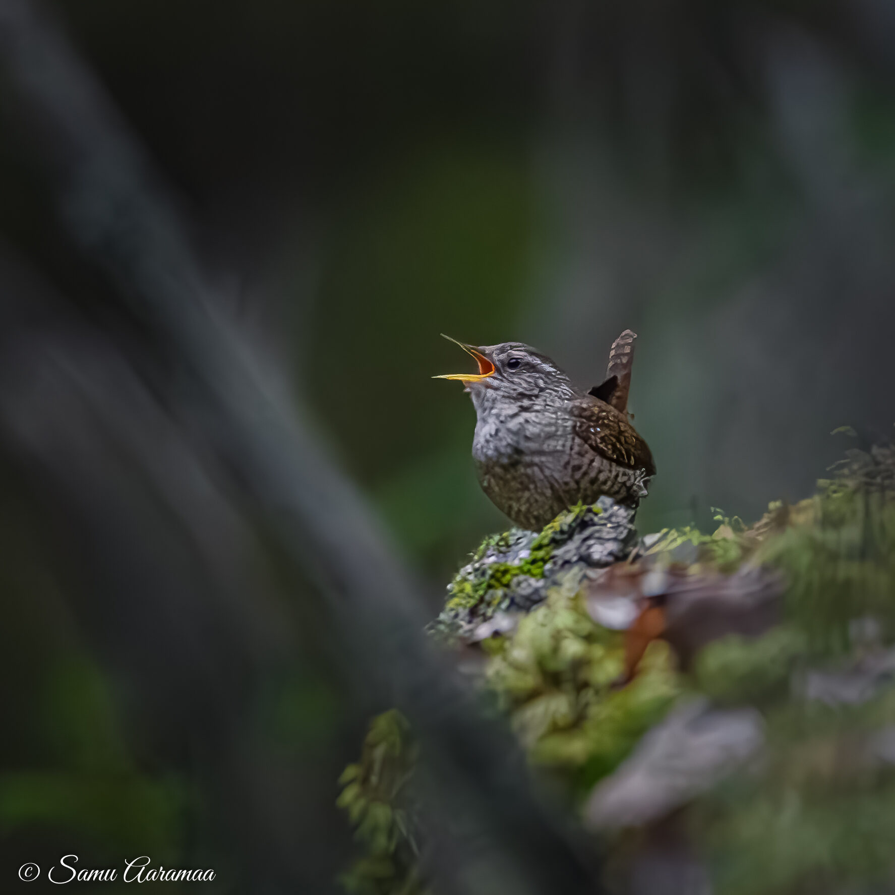 Valokuvaaja: Samu Aaramaa