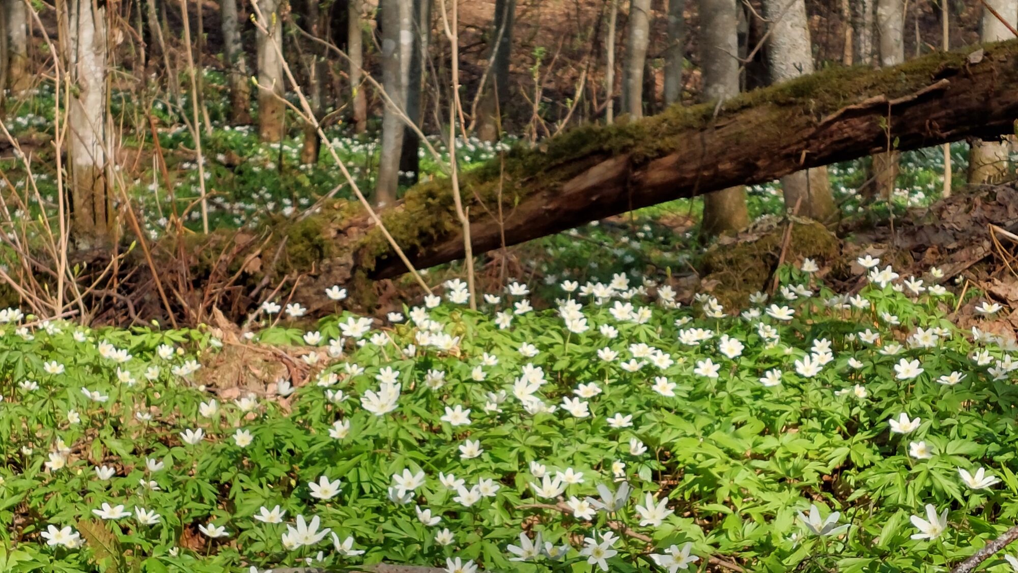Valokuvaaja: Tarja Naukkarinen