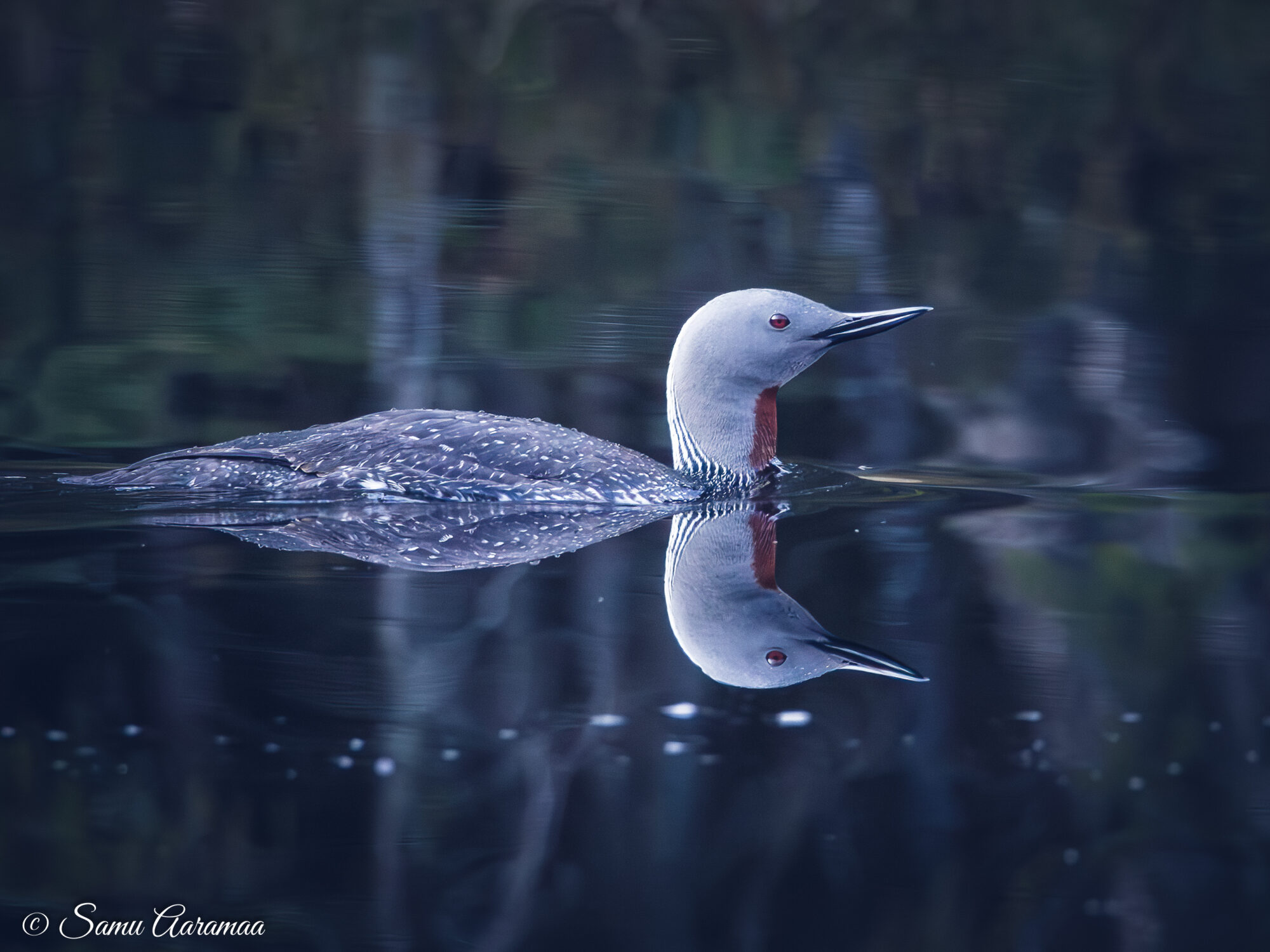 Valokuvaaja: Samu Aaramaa