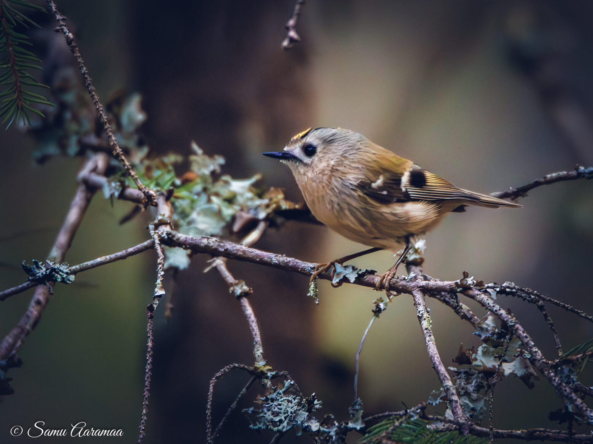 Valokuvaaja: Samu Aaramaa