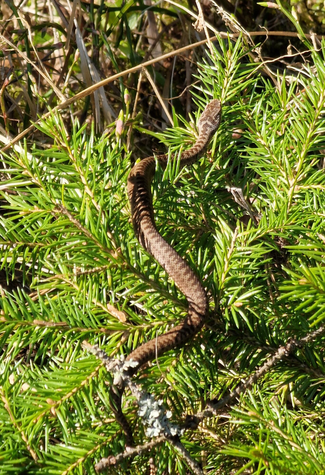 Valokuvaaja: Hanna Rönty Valokuvaaja: Hanna Rönty