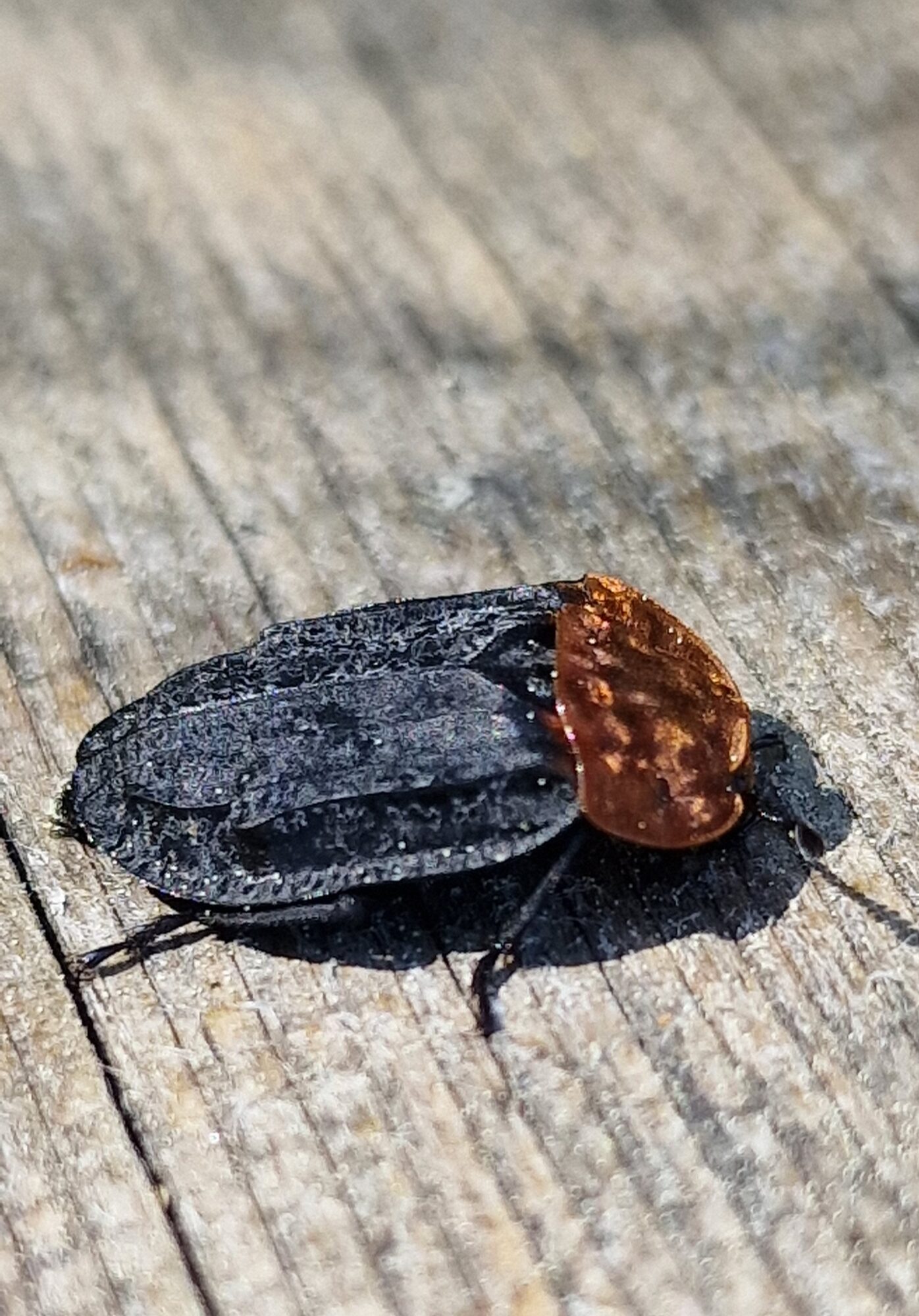 Valokuvaaja: Hanna Rönty