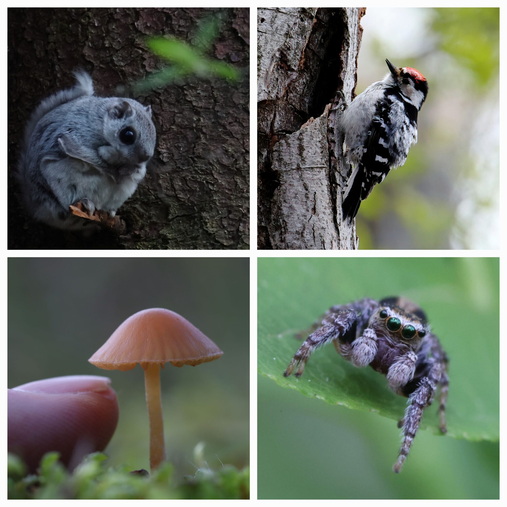 Valokuvaaja: Janne Salomeri