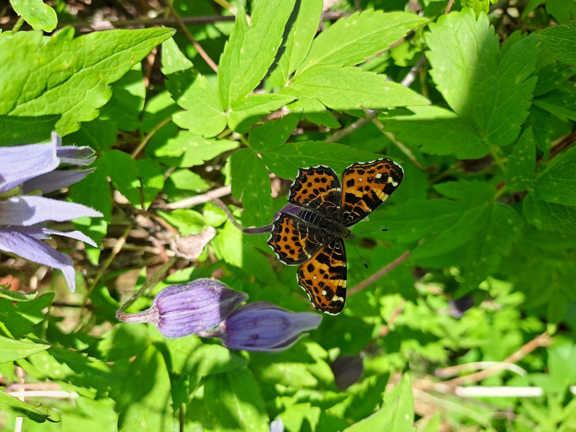 Valokuvaaja: Eija Johanna Saastamoinen