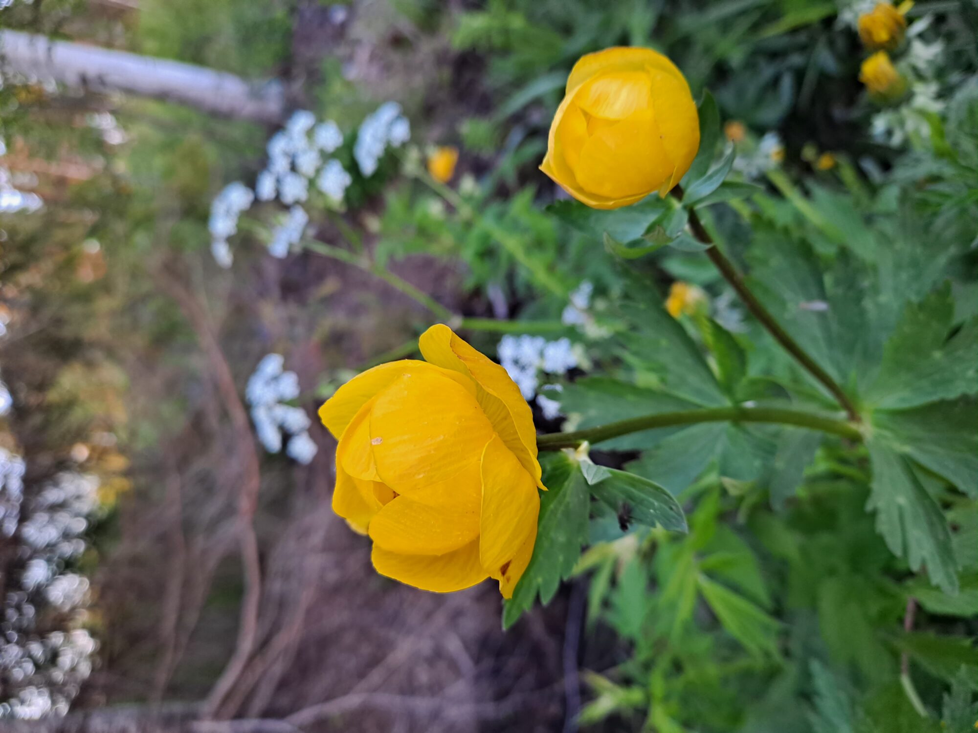 Valokuvaaja: Satu Suuntala