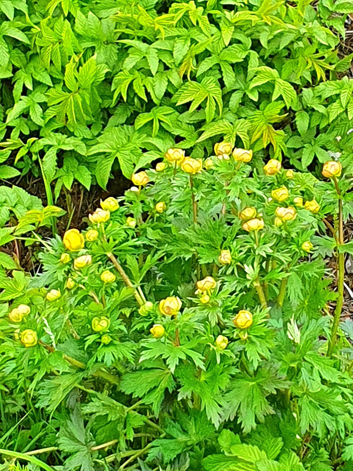 Valokuvaaja: Pirjo Myllykoski Valokuvaaja: Pirjo Myllykoski