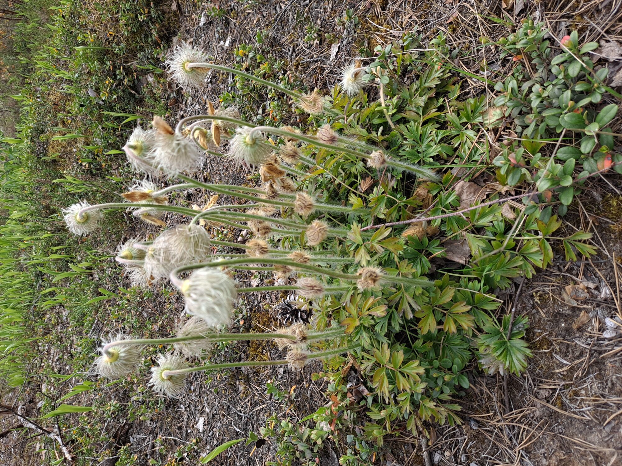 Valokuvaaja: Satu Suuntala