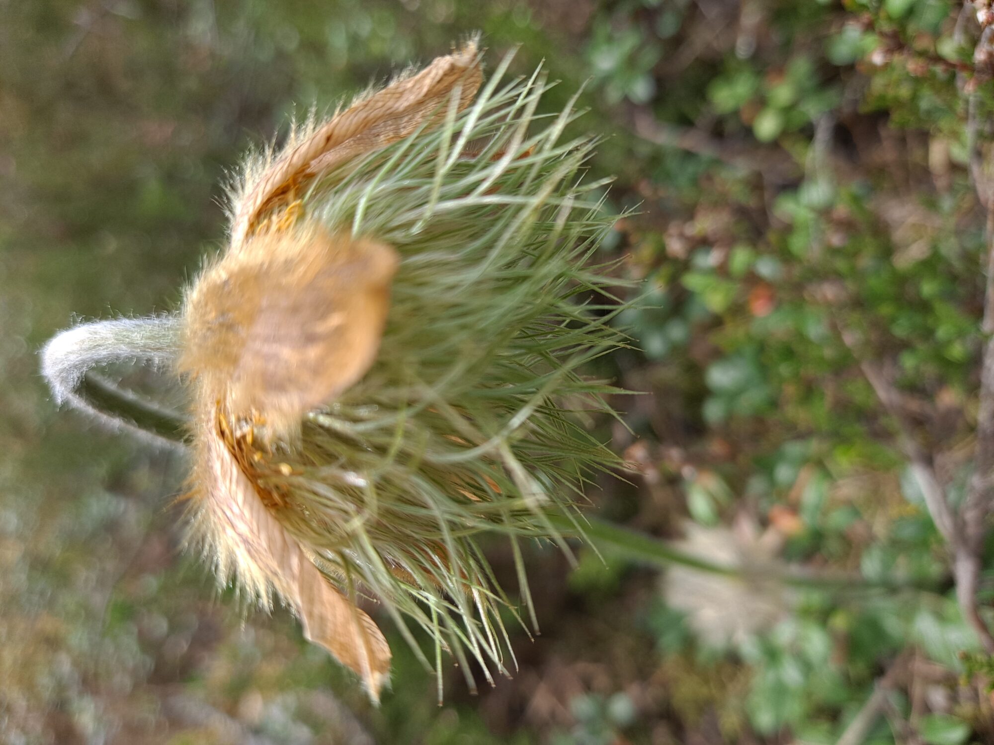 Valokuvaaja: Satu Suuntala Valokuvaaja: Satu Suuntala