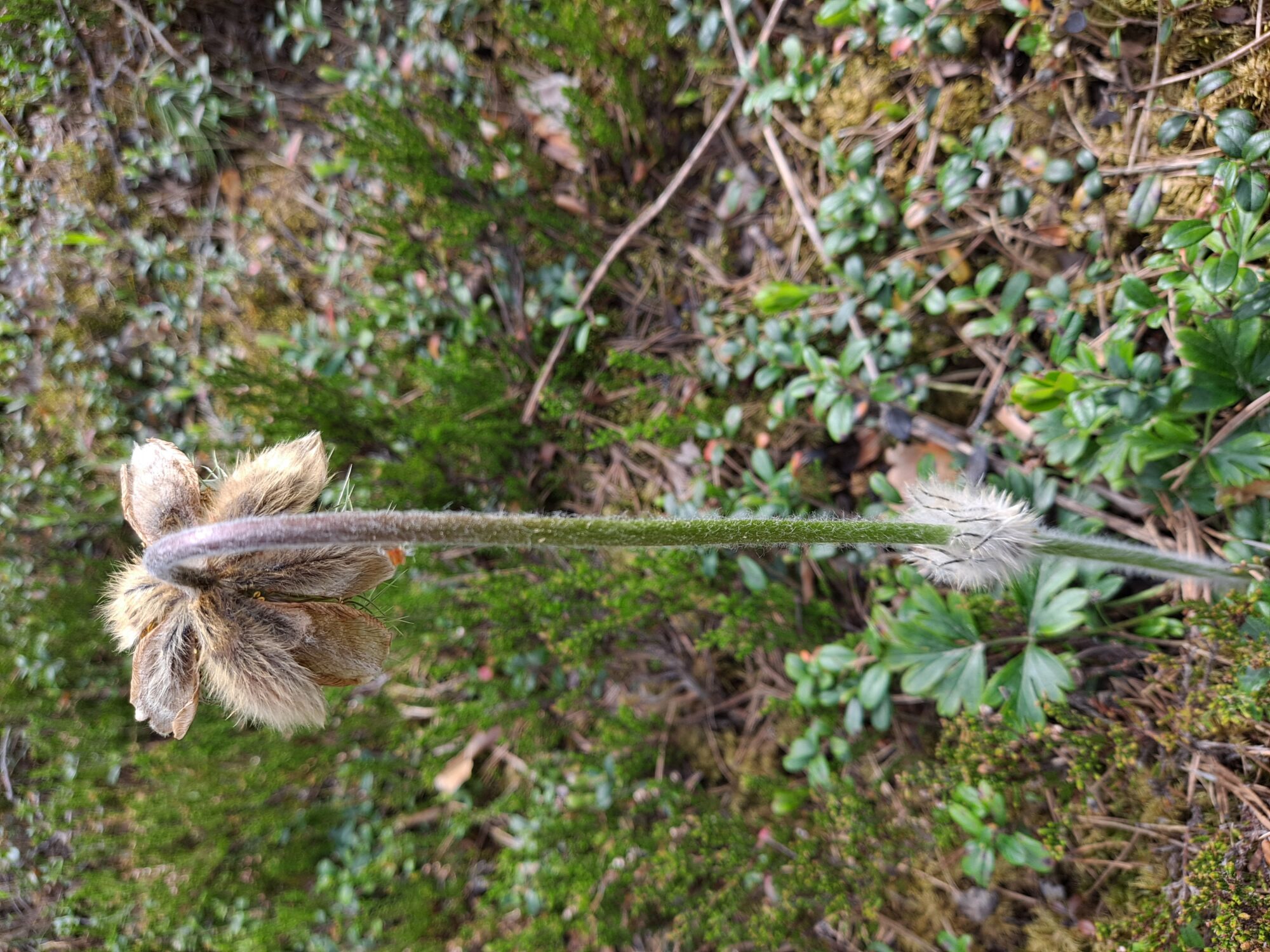 Valokuvaaja: Satu Suuntala