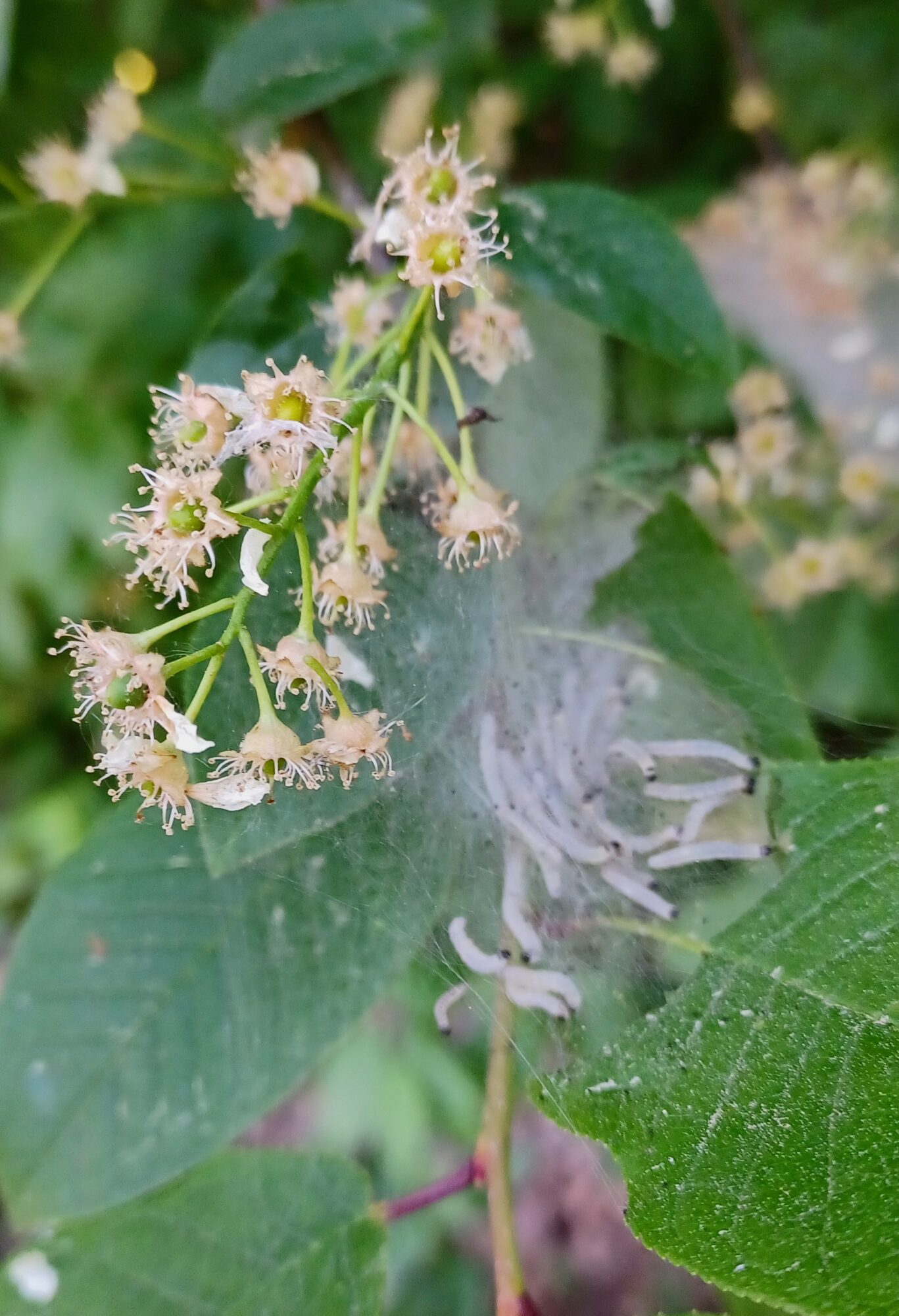 Valokuvaaja: Marketta Kokko