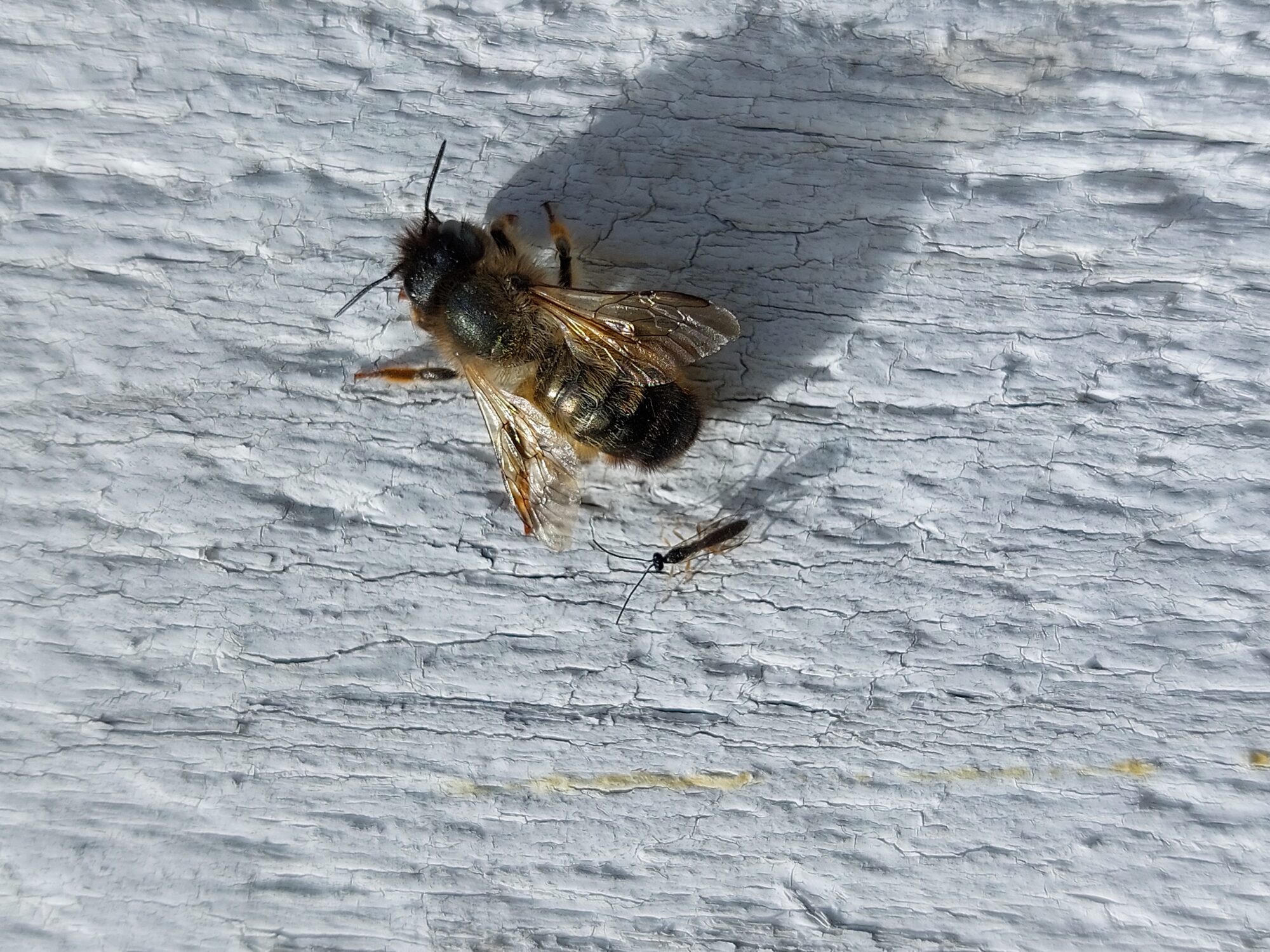 Valokuvaaja: Lindqvist  Leo