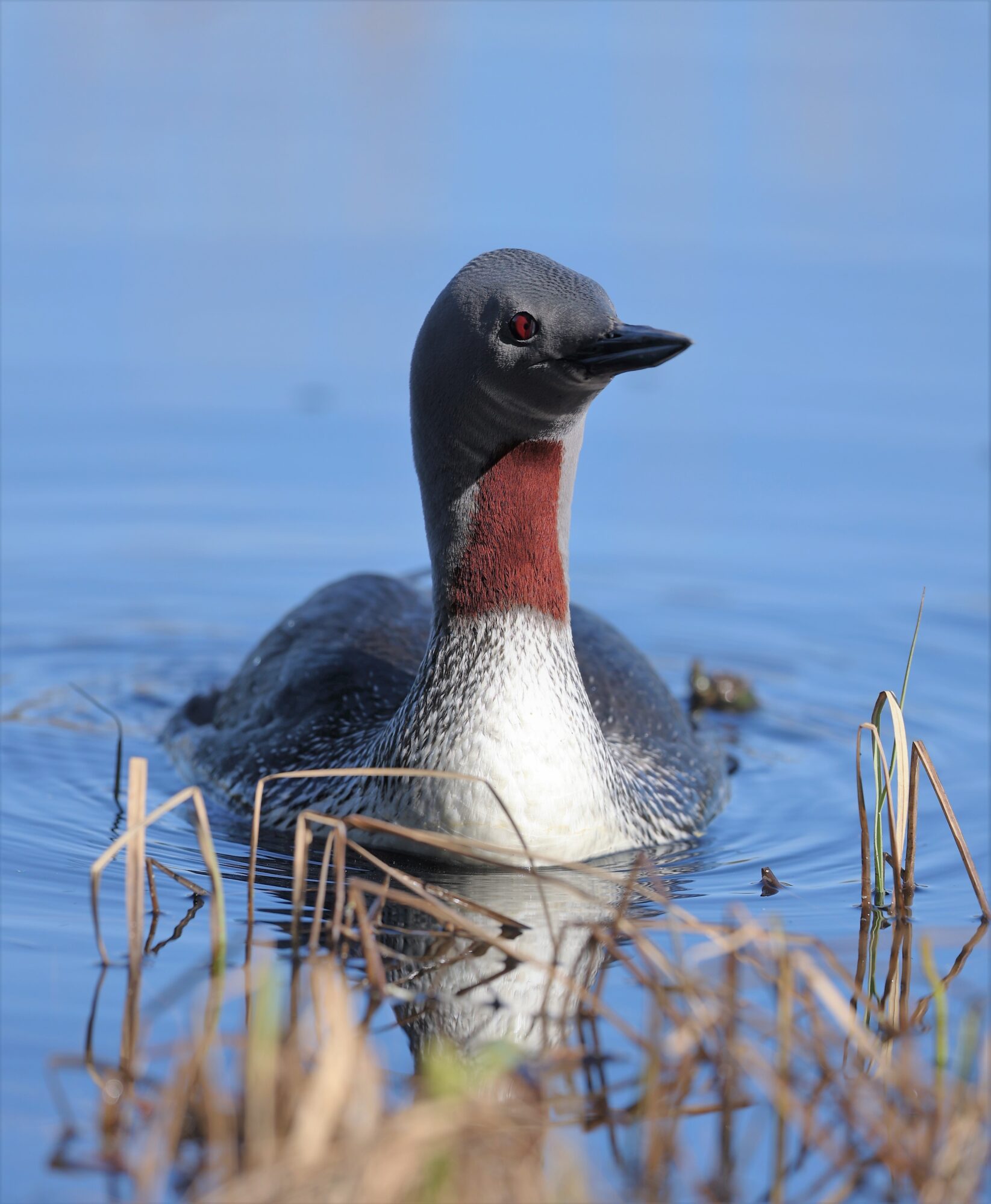 Valokuvaaja: Anne.keskivinkka