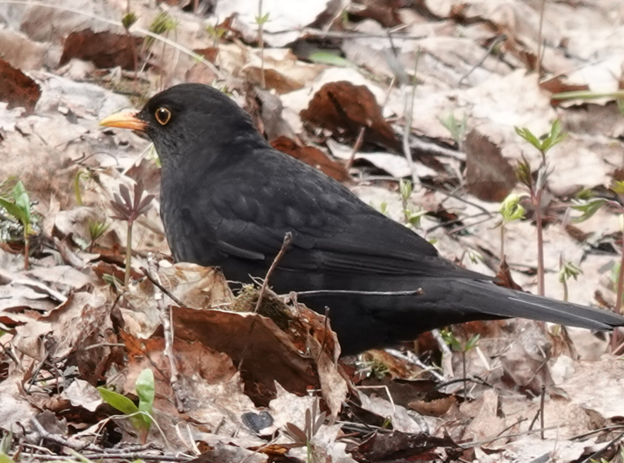 Valokuvaaja: Pekka Heino